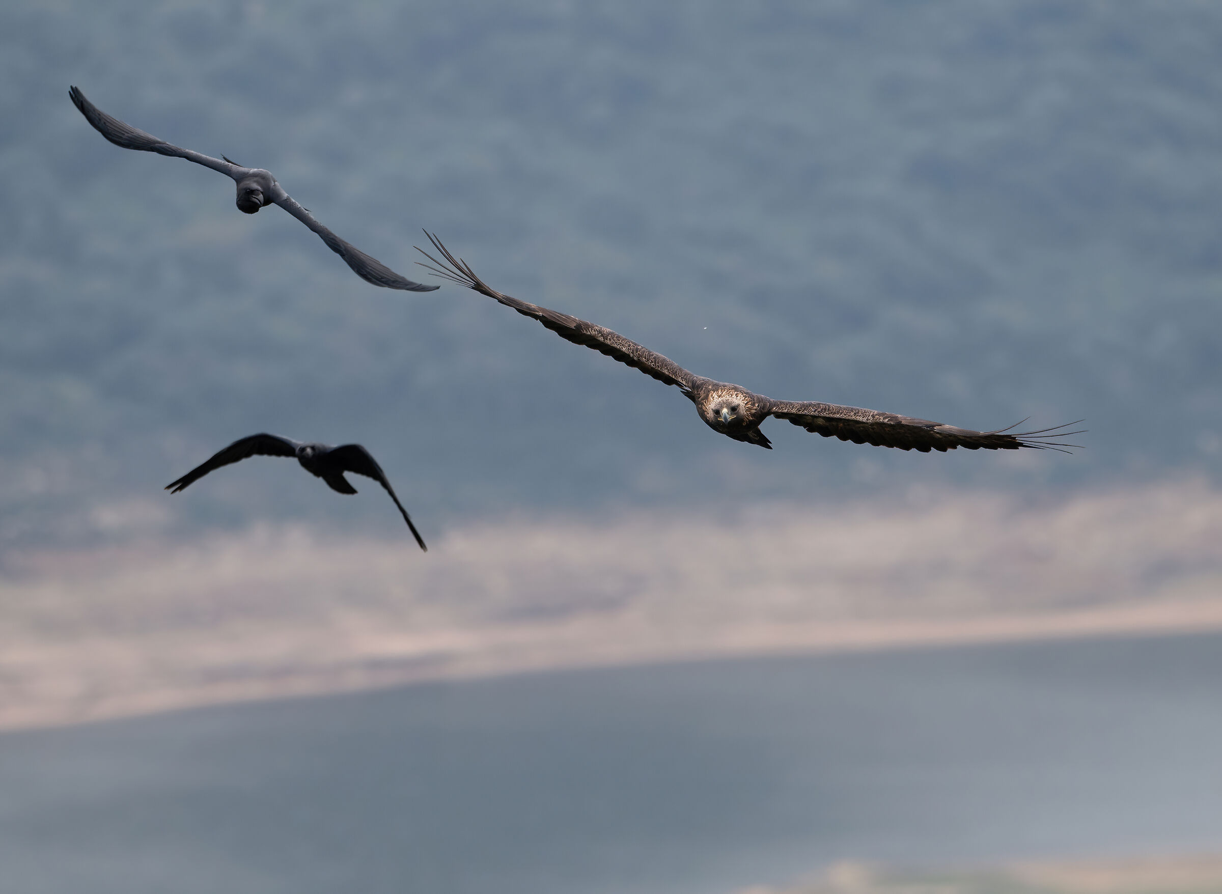 Golden eagle with its escort