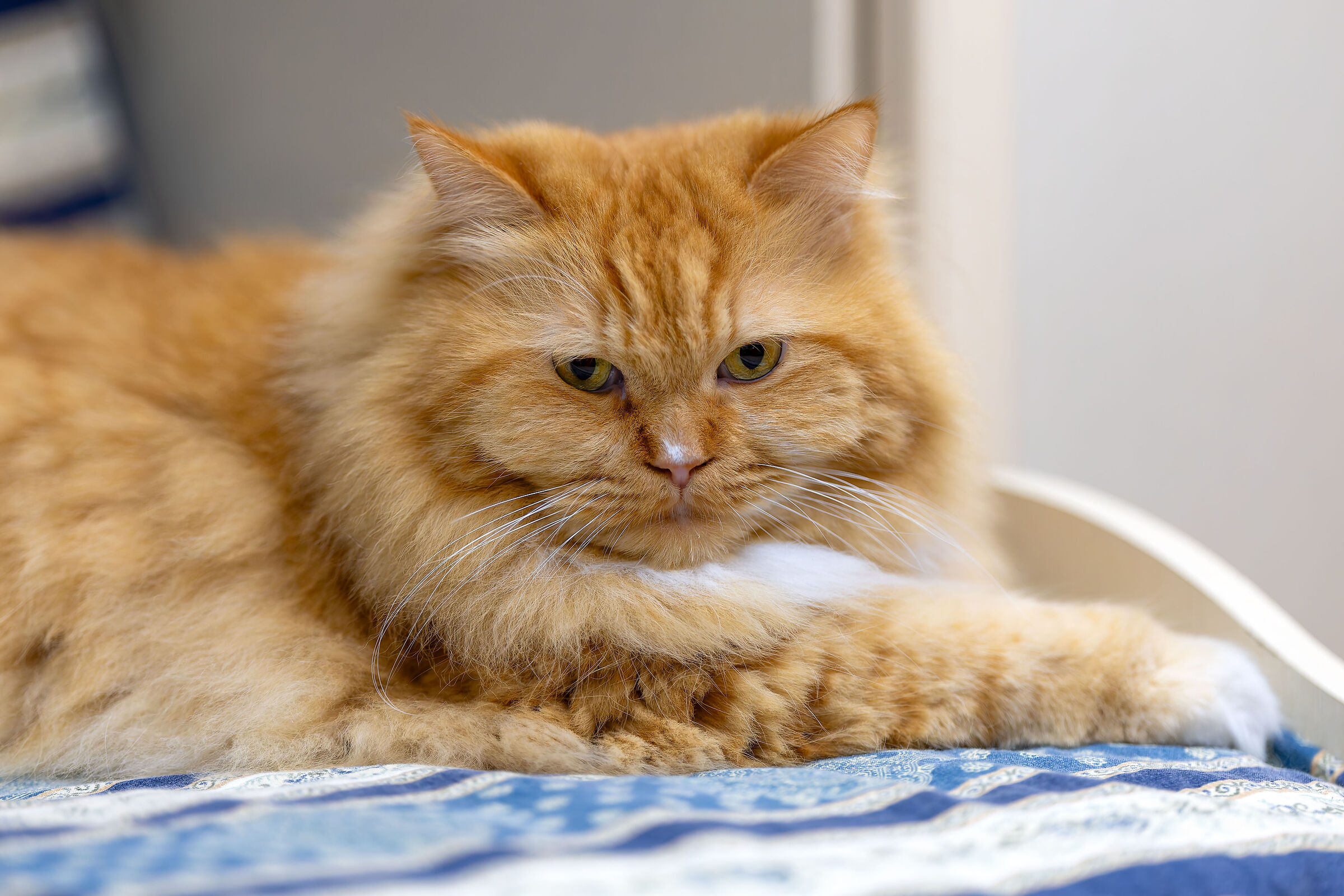 Teso' our lion of the house