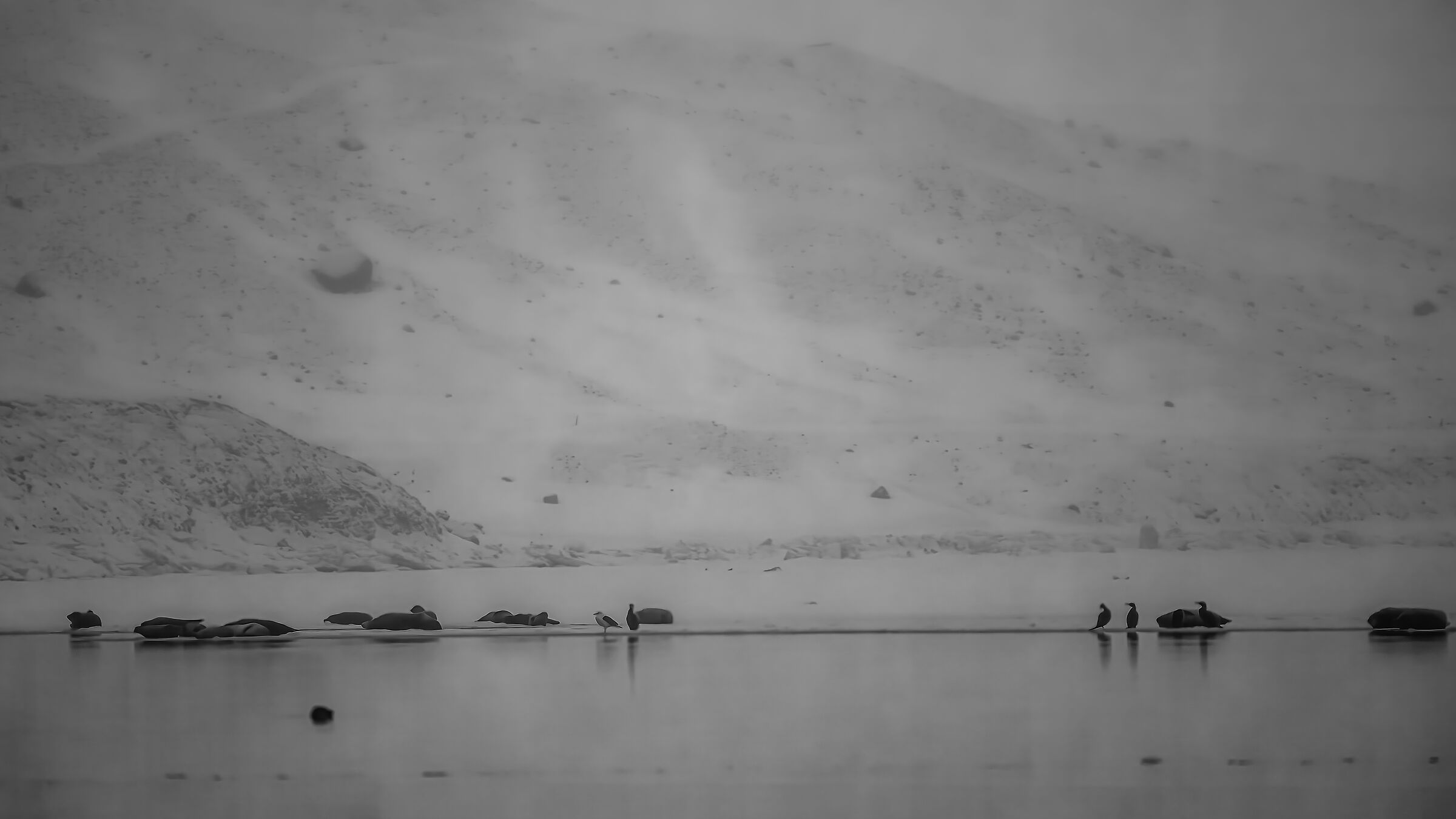 Jökulsárlón on a snowy day