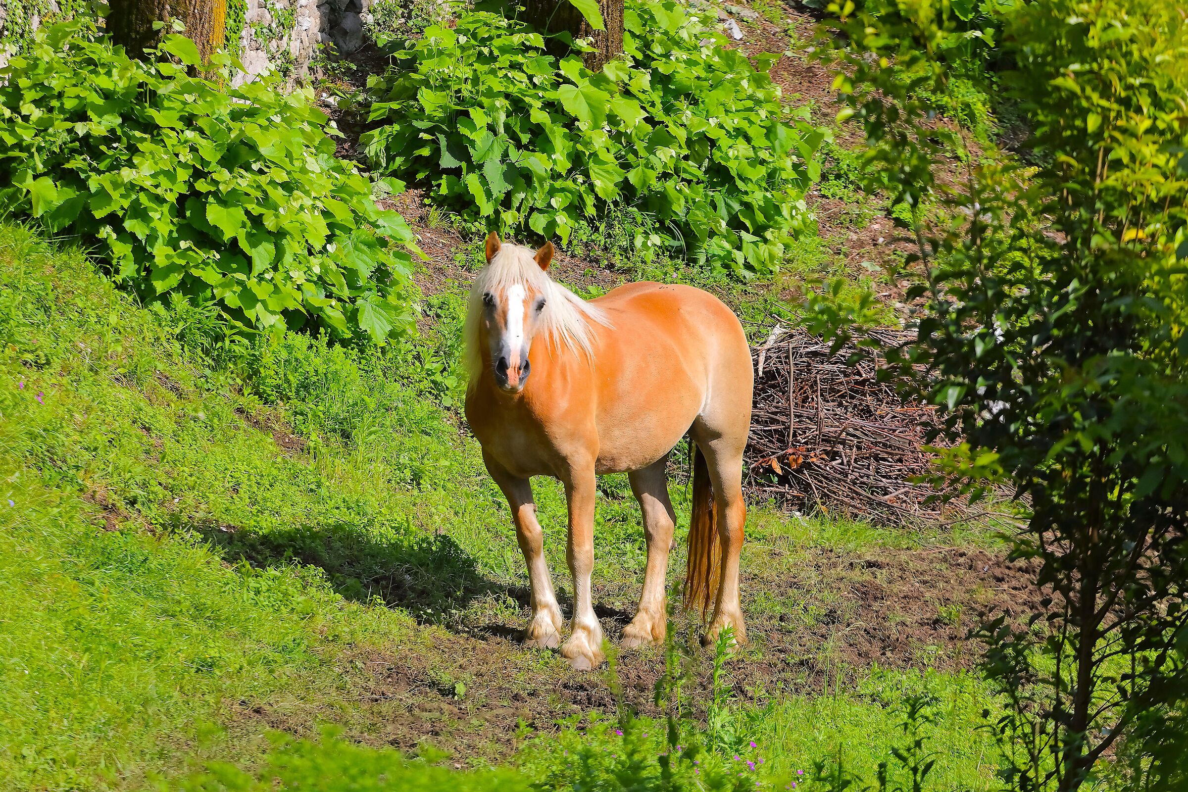 Avelinese 17 maggio 2024 - 0161