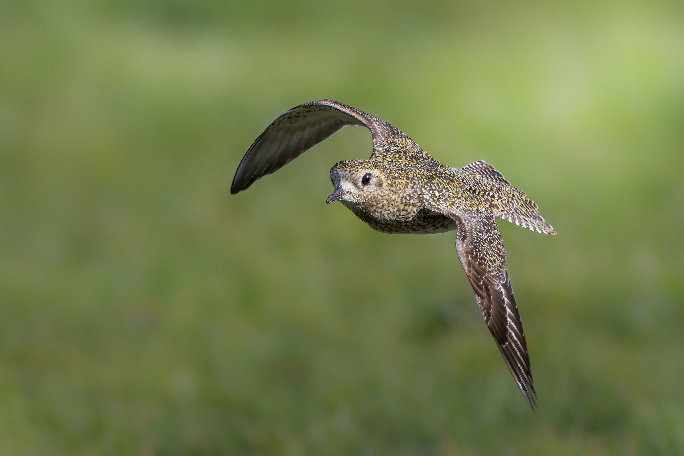 GOLDEN PLOVER