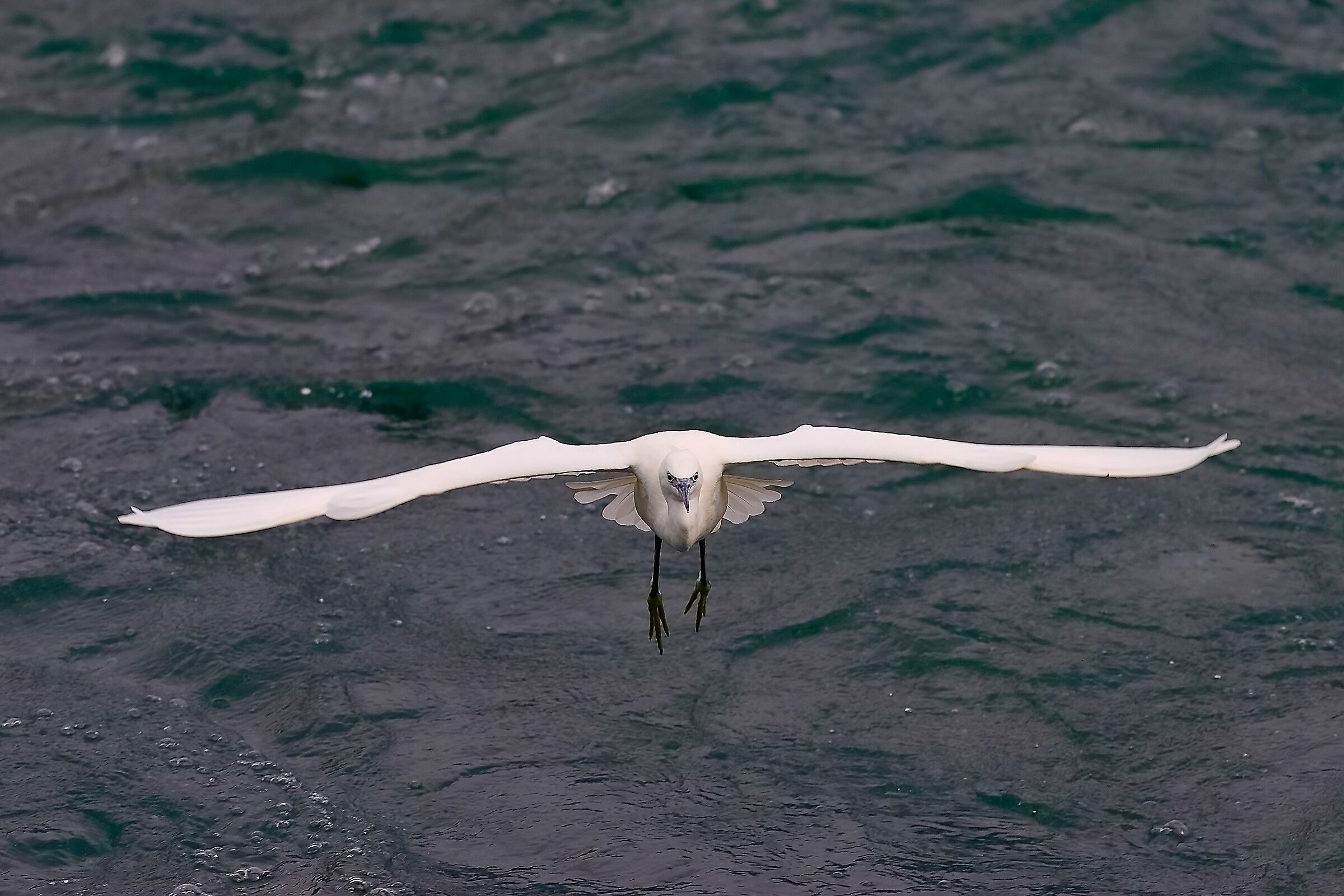 Garzetta 01 ottobre 2024 - 0067
