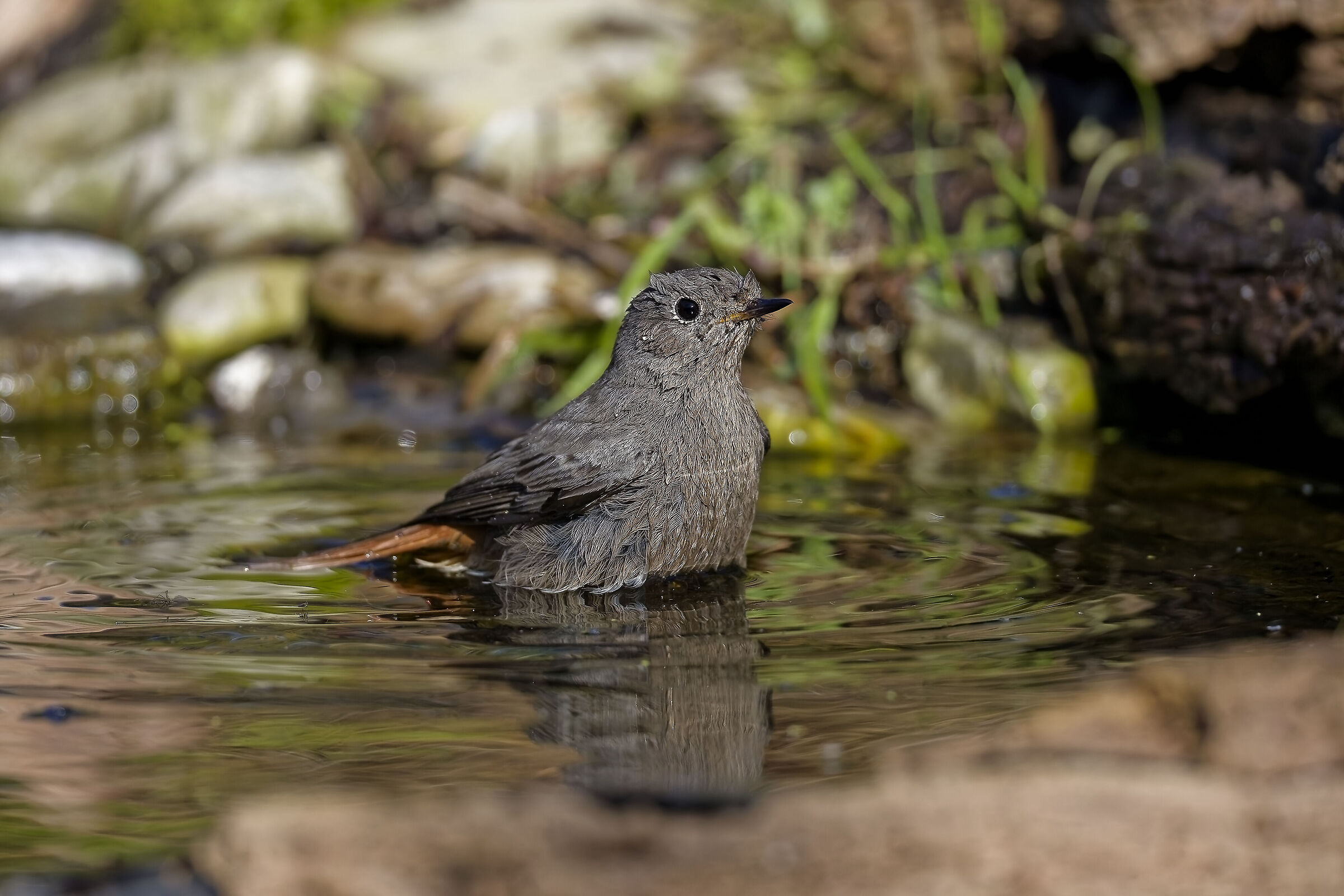 Black redstart