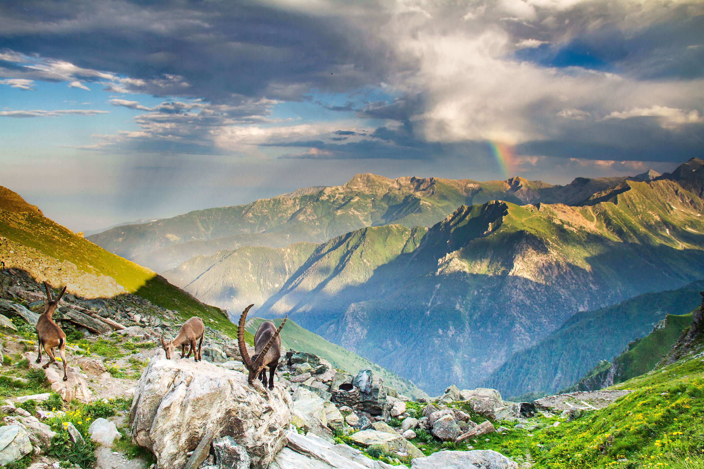 Stambecchi e arcobaleno