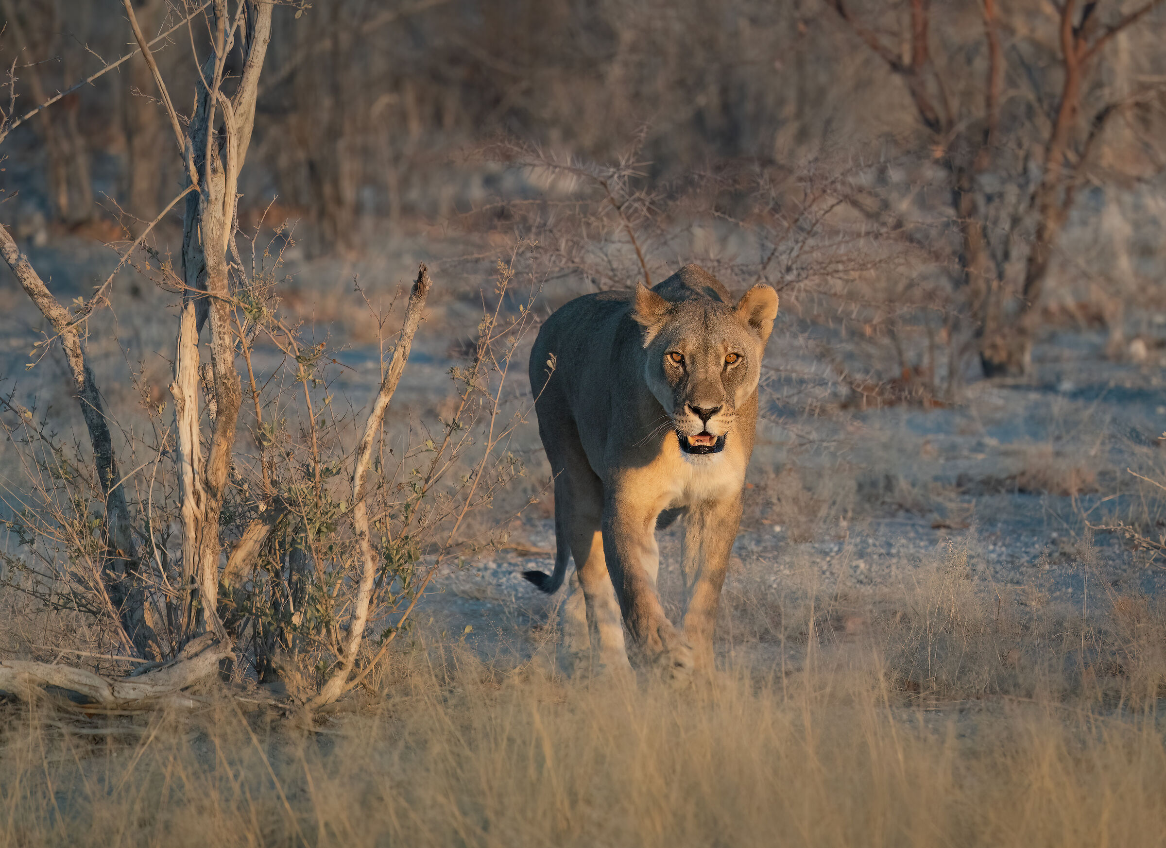 Leonessa al tramonto