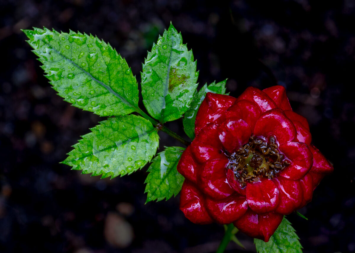 Rosa bagnata rosa...