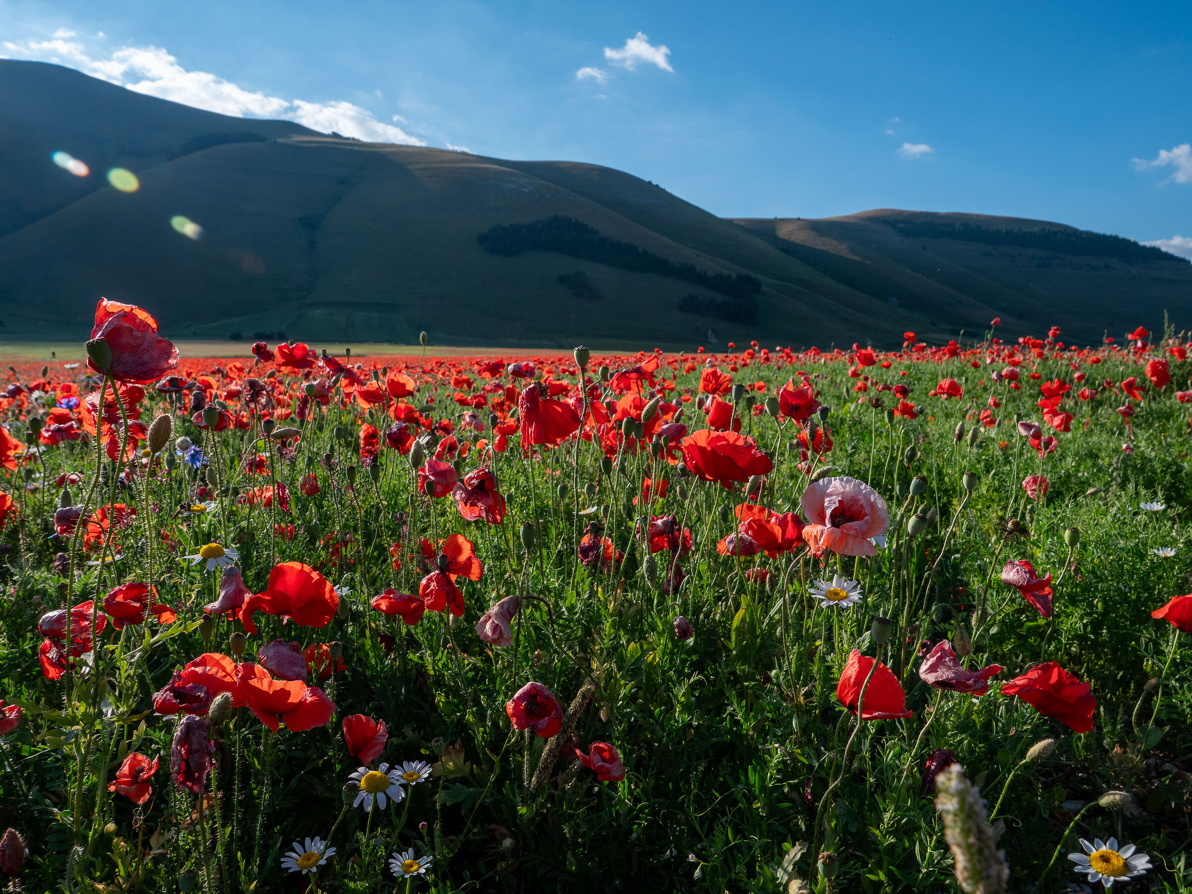 Castelluccio di Norcia - fioritura delle lenticchie