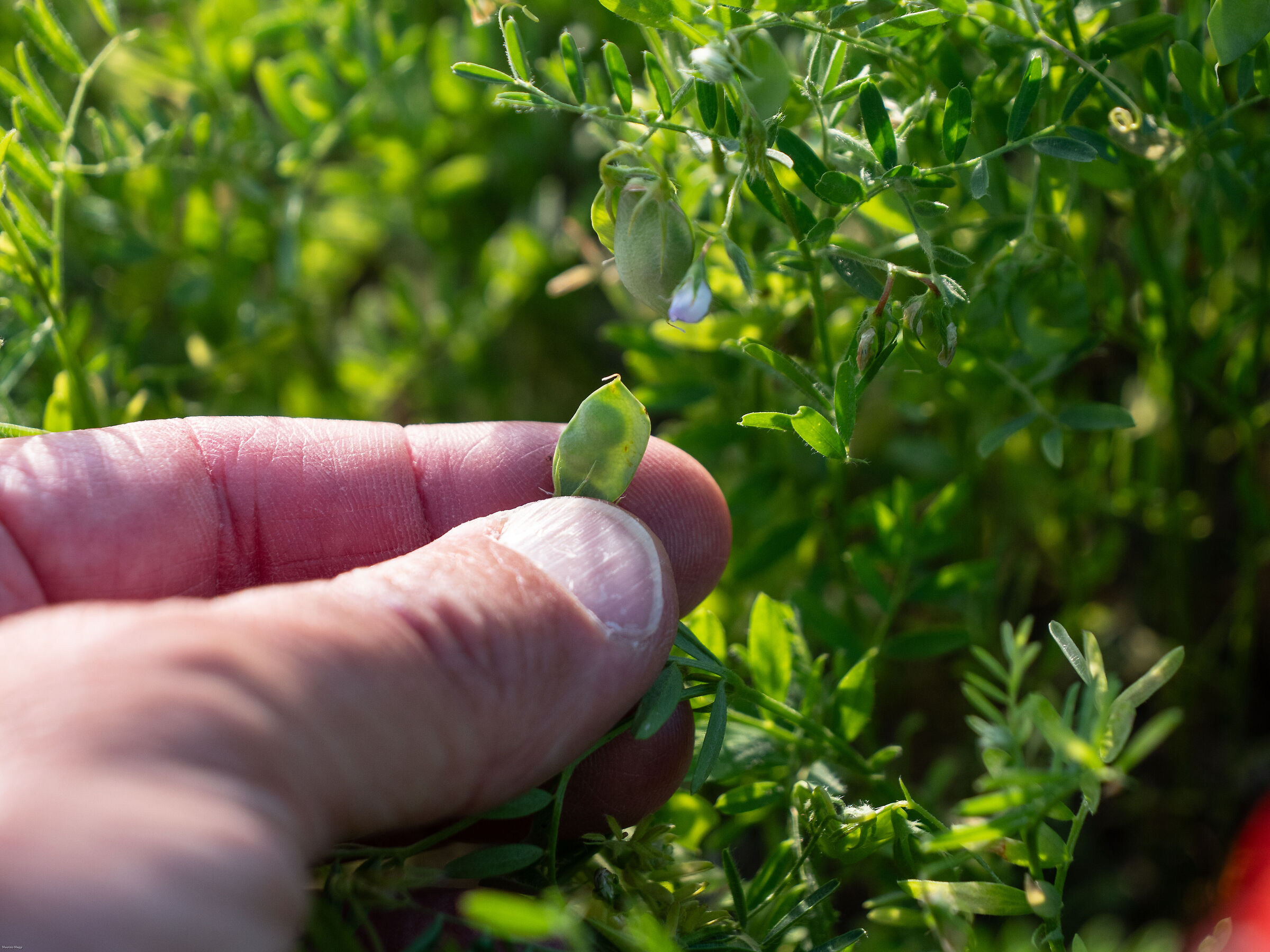 Castelluccio di Norcia - lenticchia