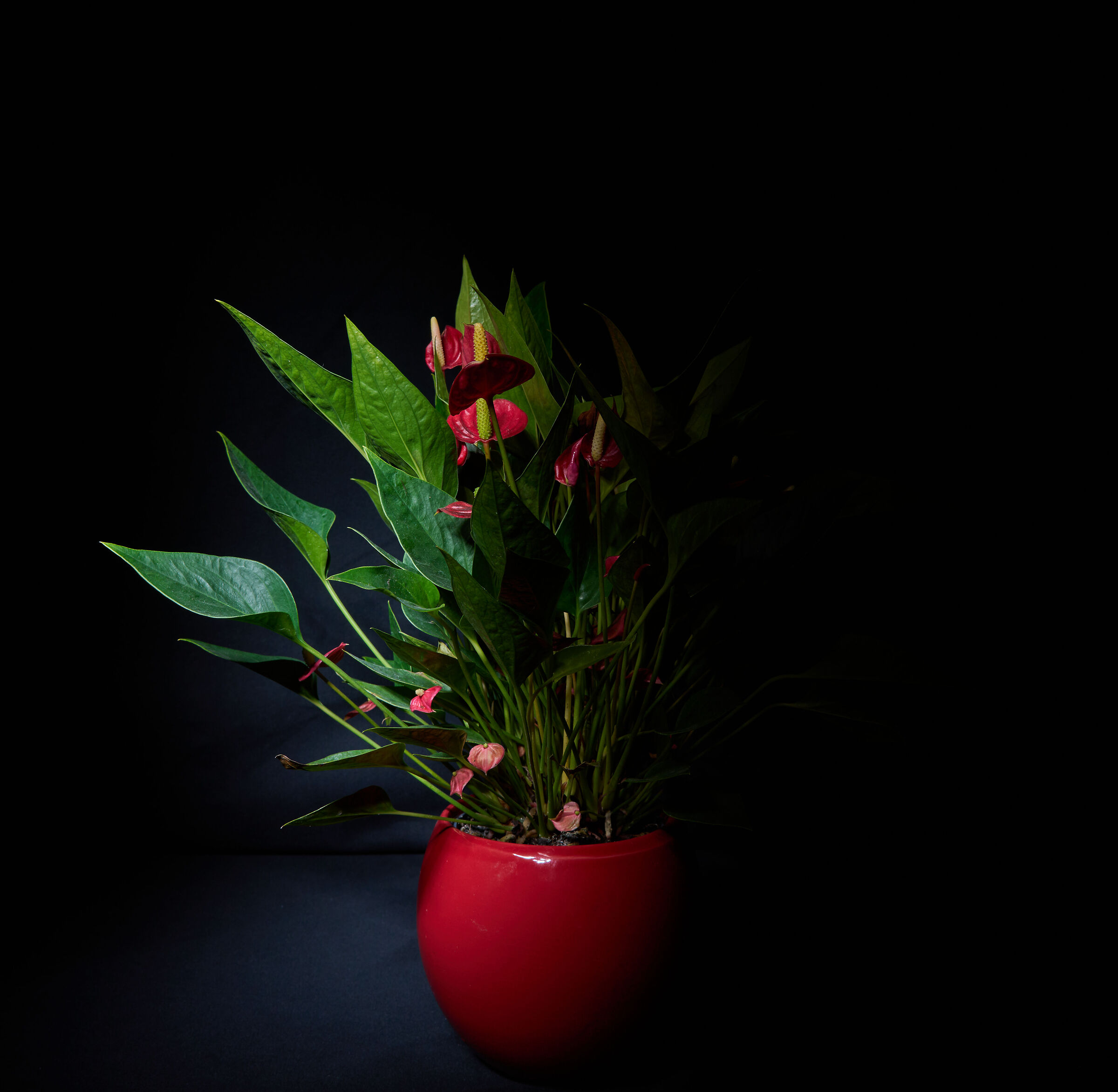 Anthurium