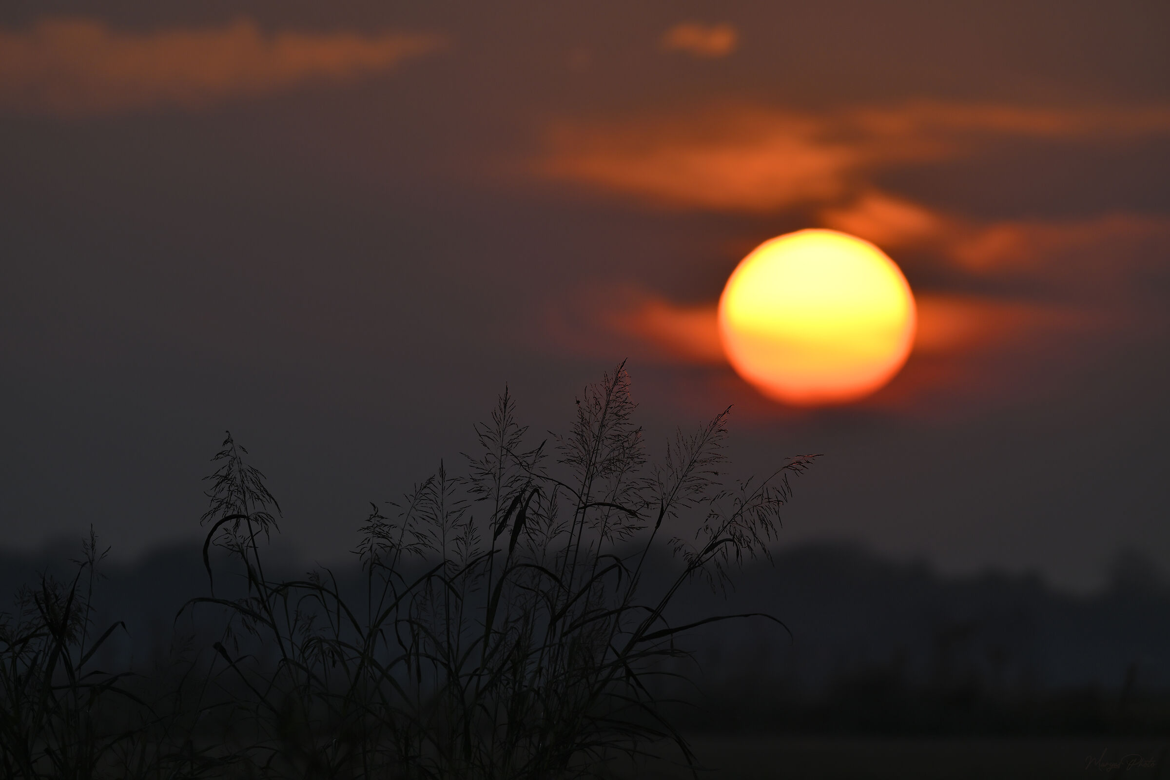 Wild sorghum at sunset