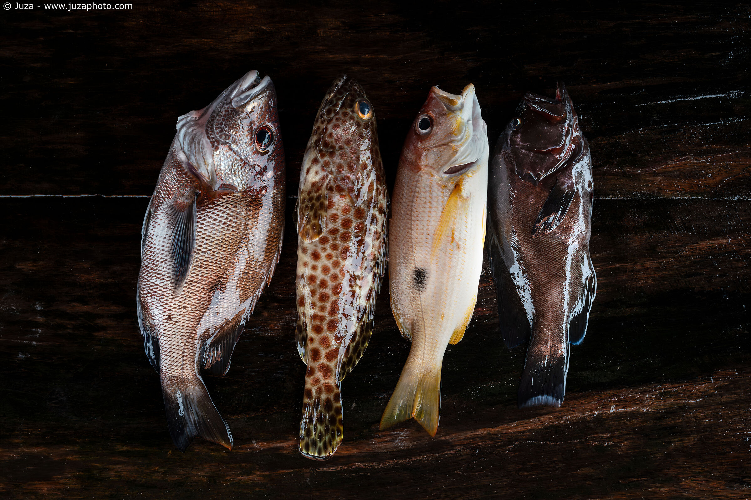 Il banco del pesce, Galle