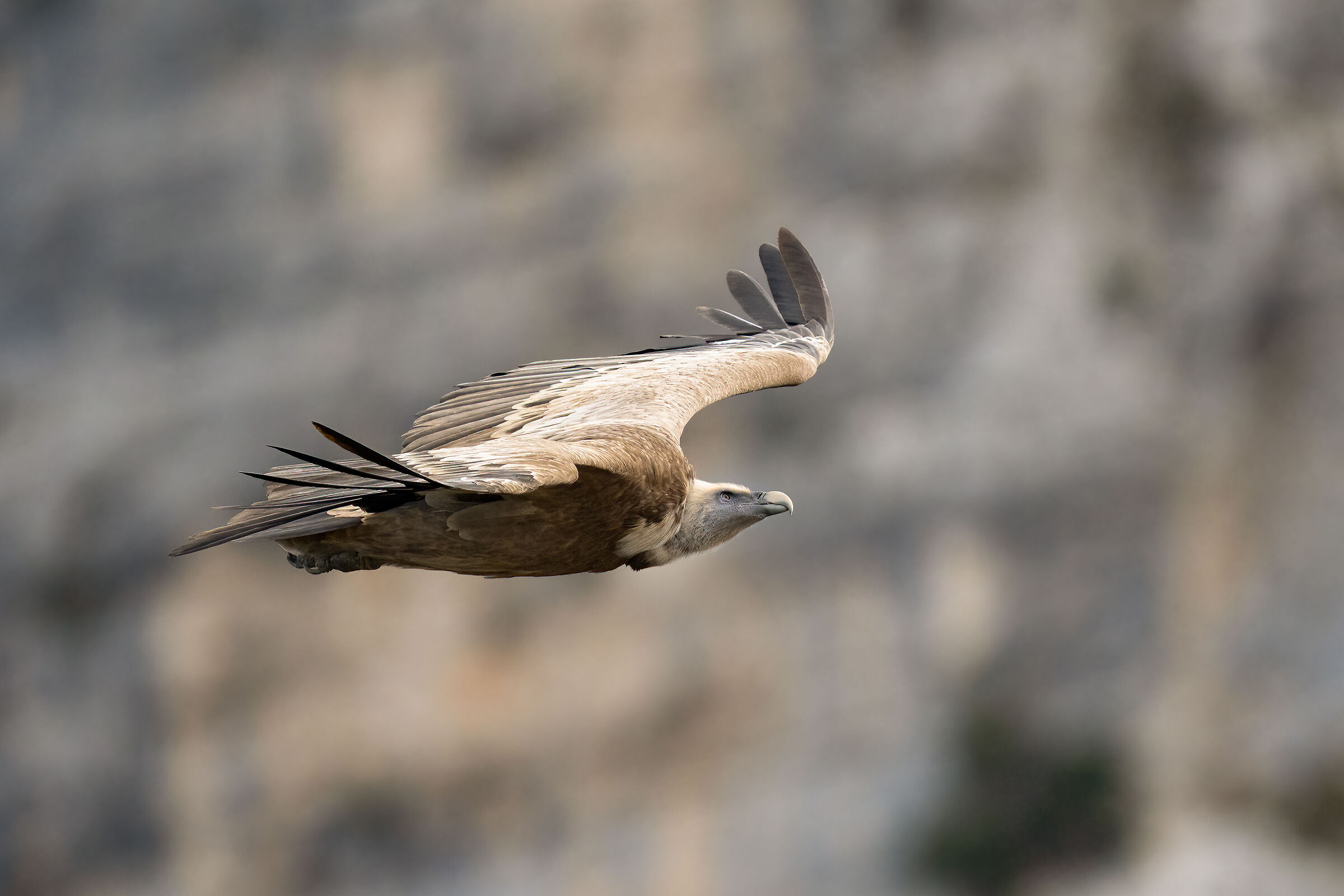 Griffon Vulture - Gorges du Verdon