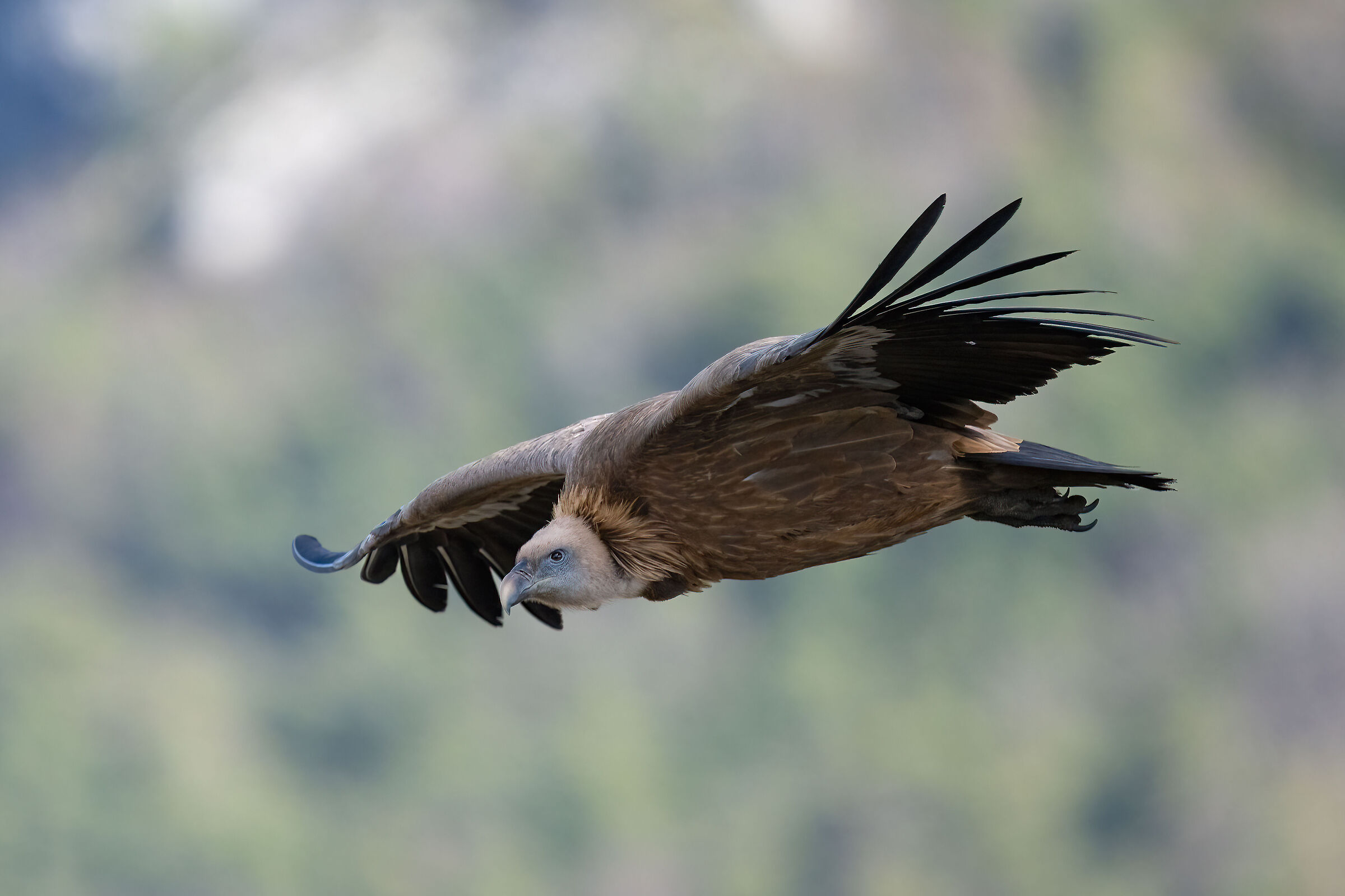 Griffon Vulture - Gorges du Verdon