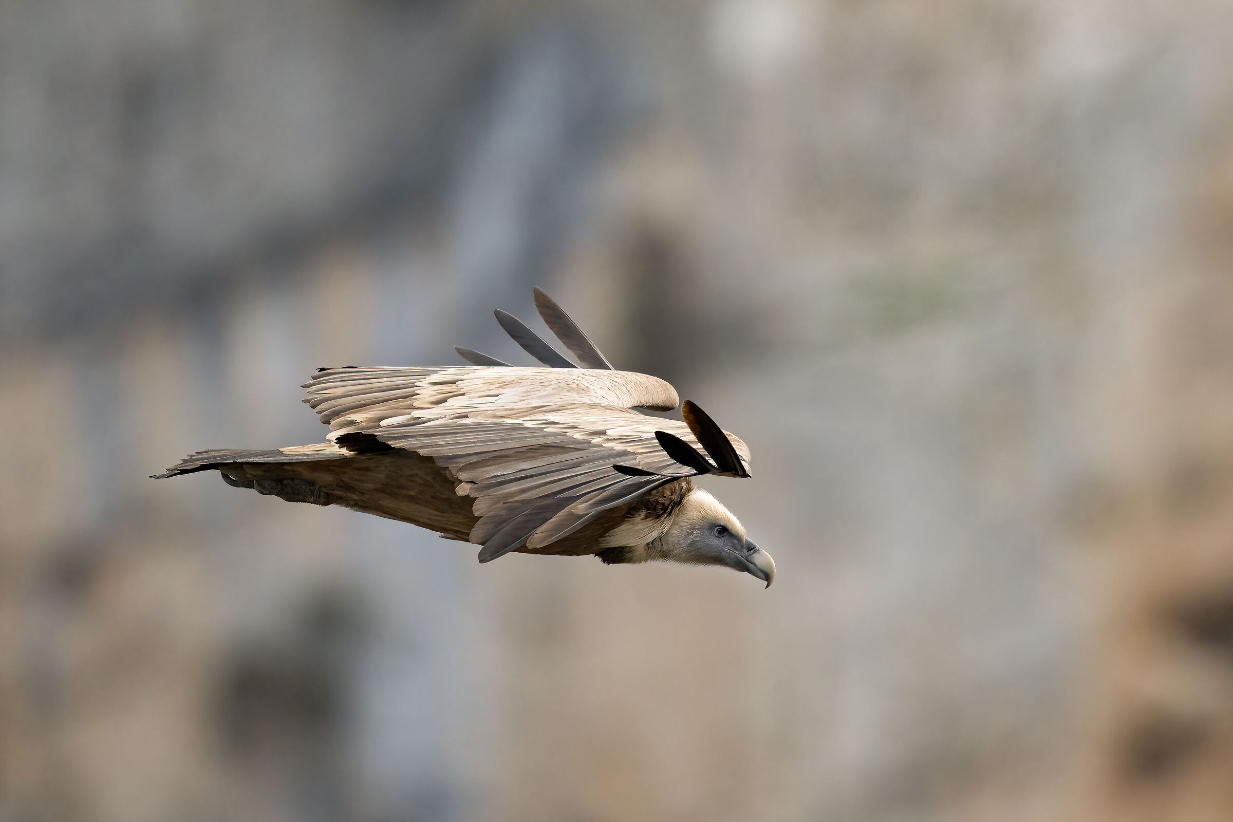 Griffon Vulture - Gorges du Verdon