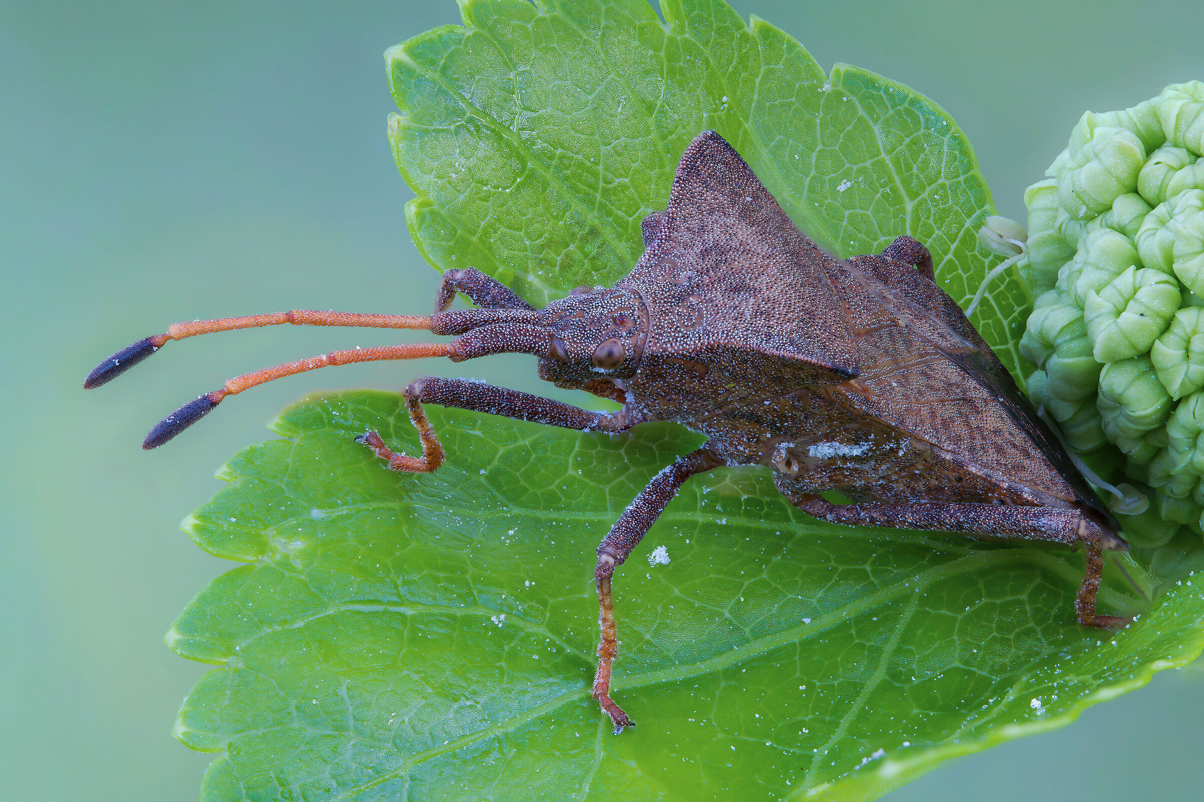 Coreus marginatus