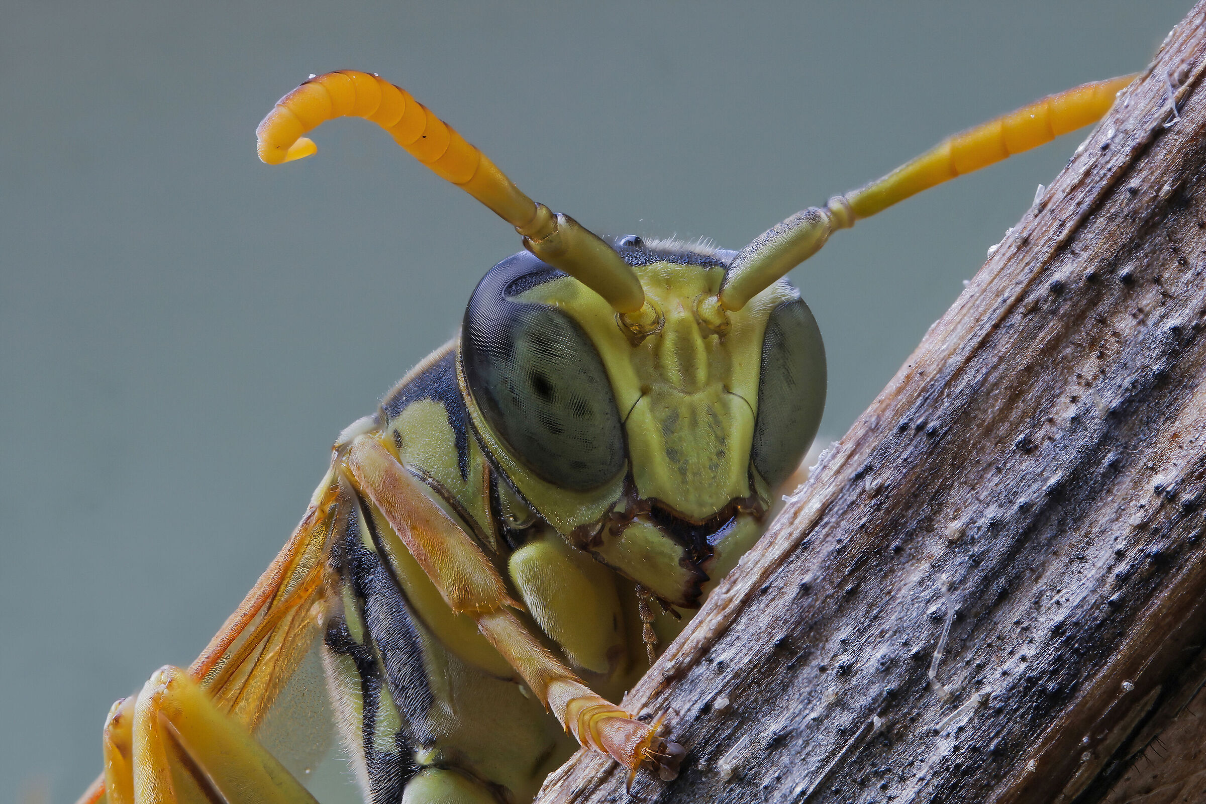 Polistes sp.