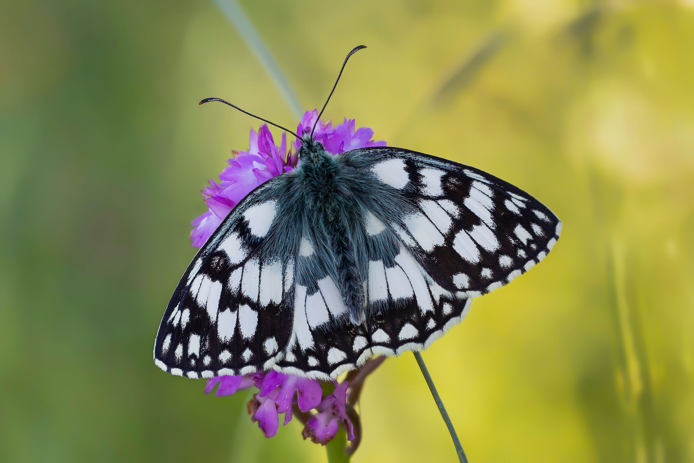 Melanargia galathea