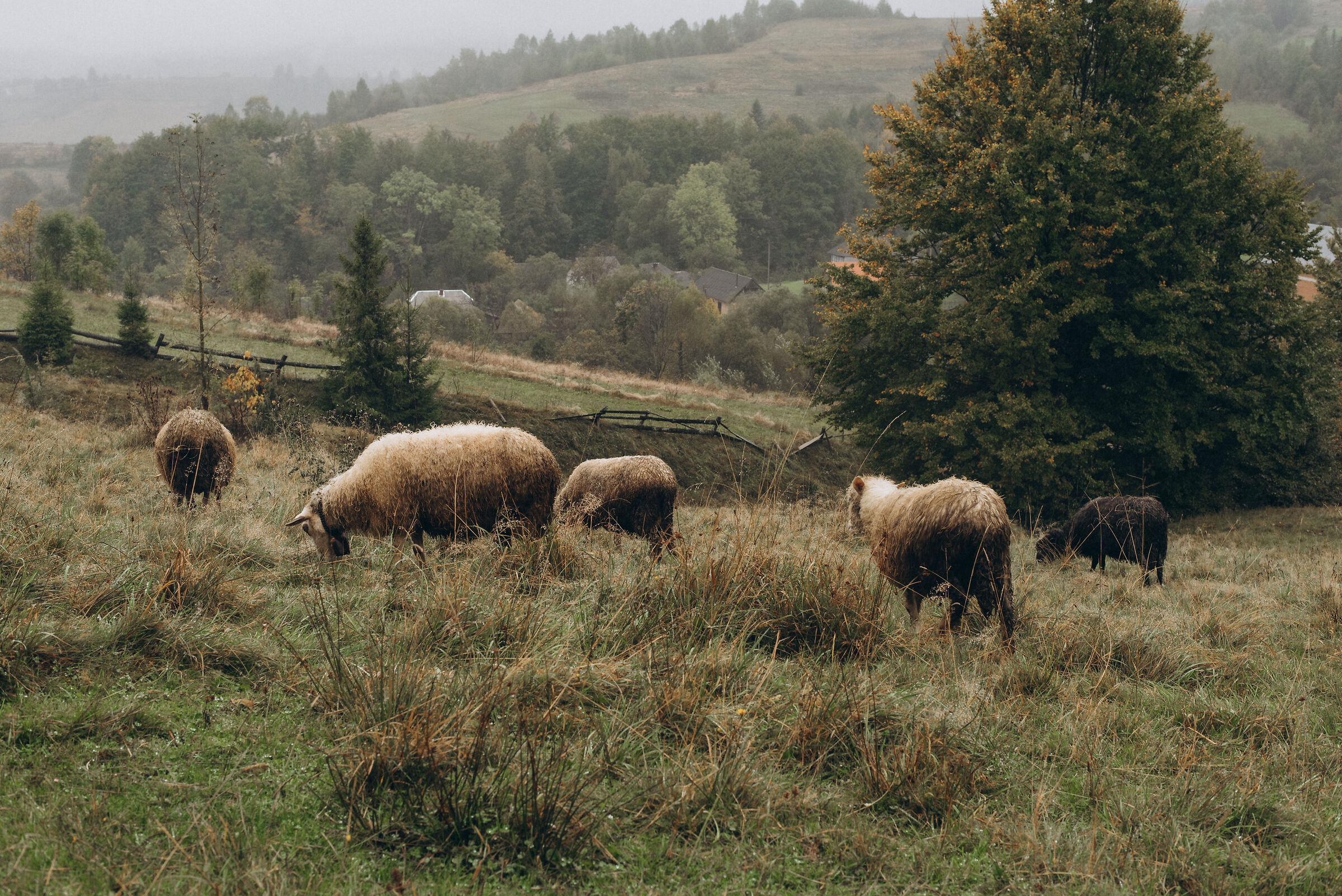 Montagne del Karpaty Ucraina
