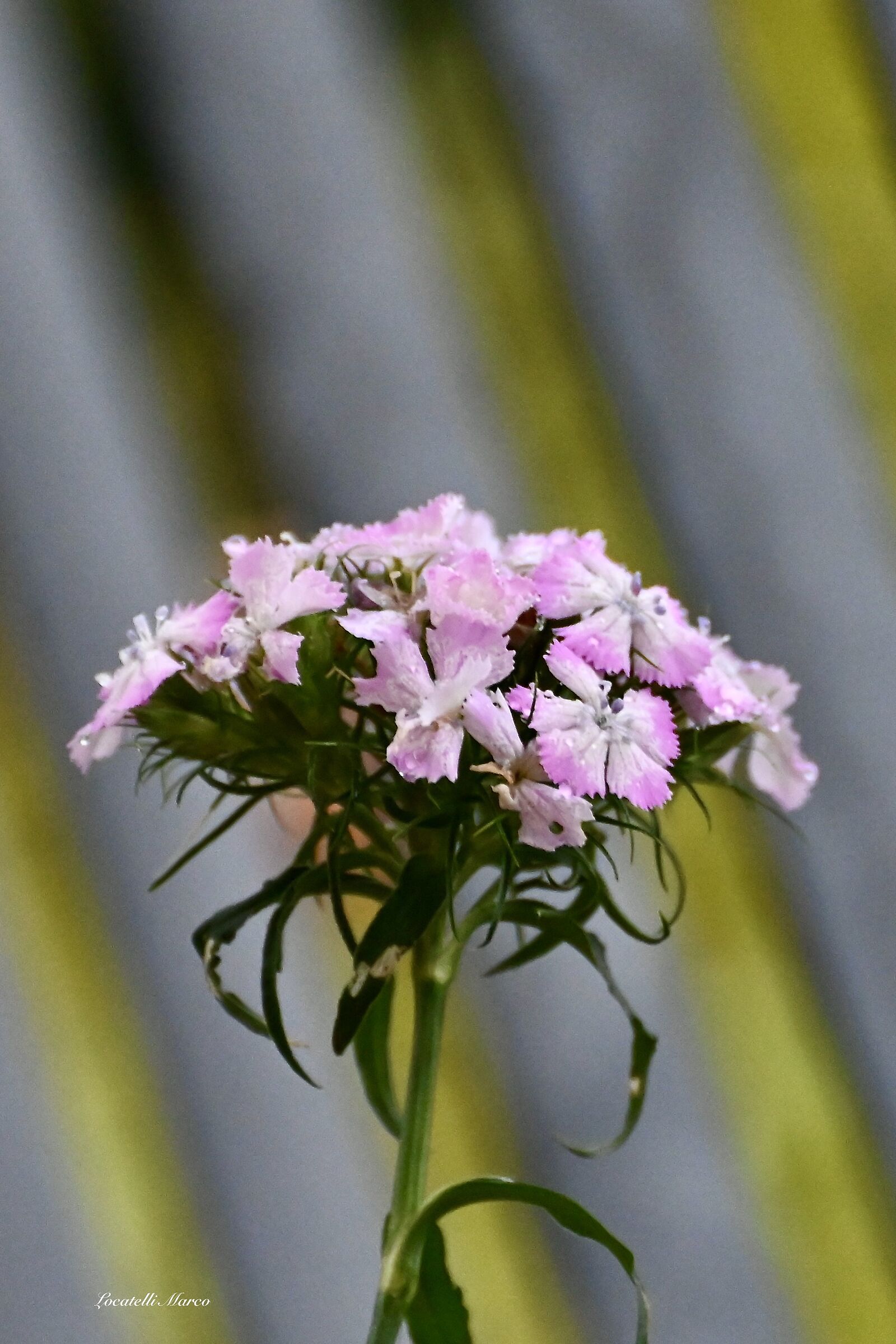 Dianthus