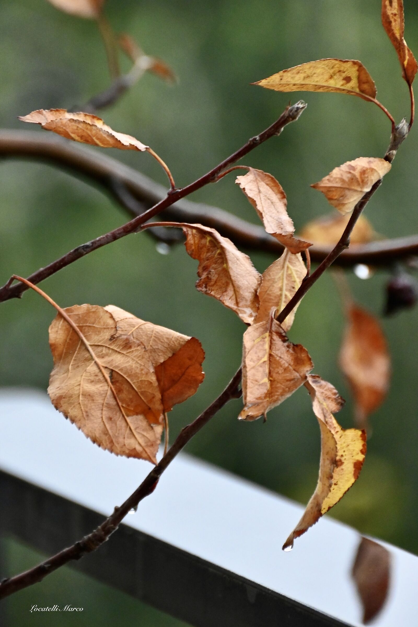 Leaves