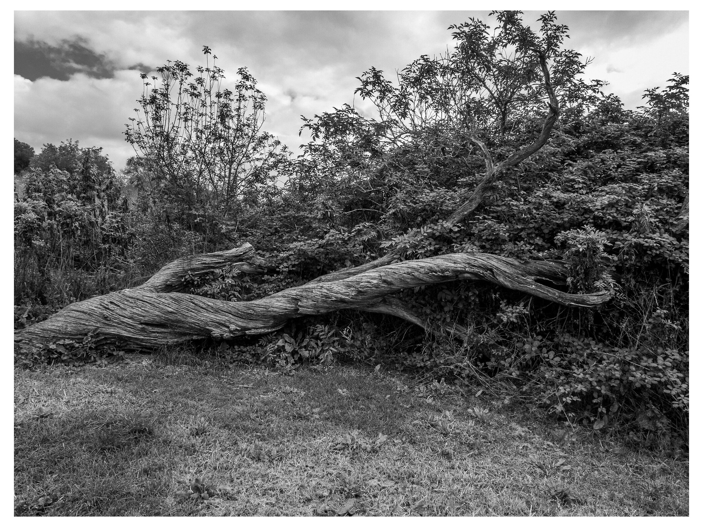 The trees of the Aniene