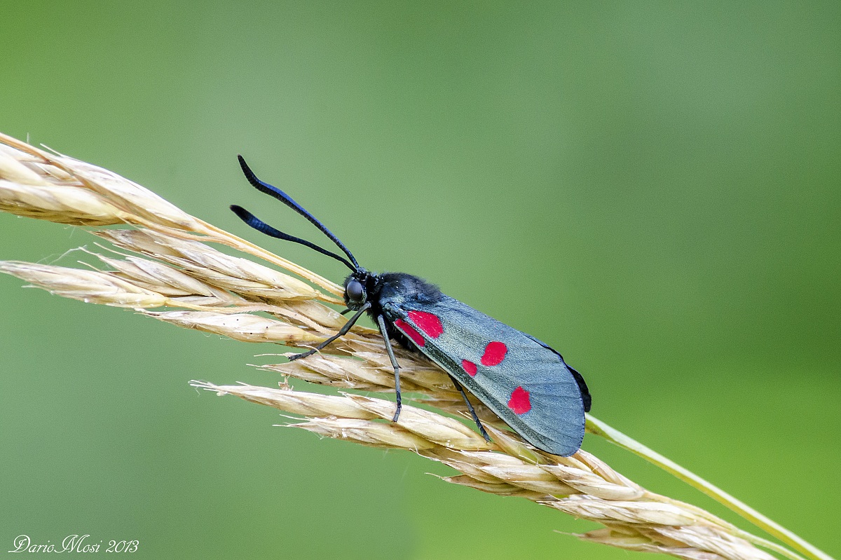 Zygaena filipendulae.