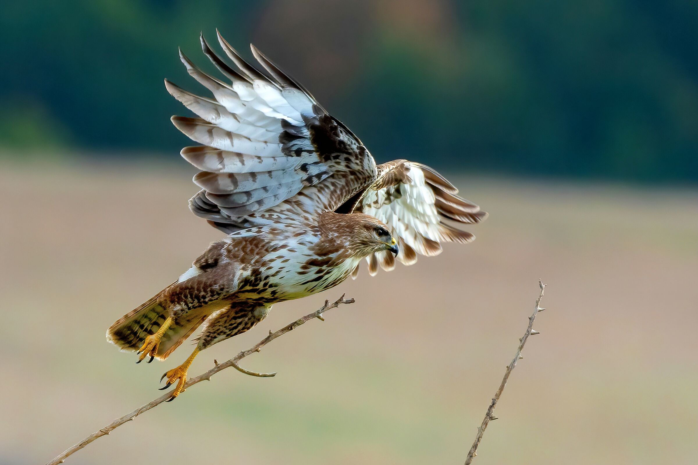 Lo stacco della Poiana (Buteo buteo)