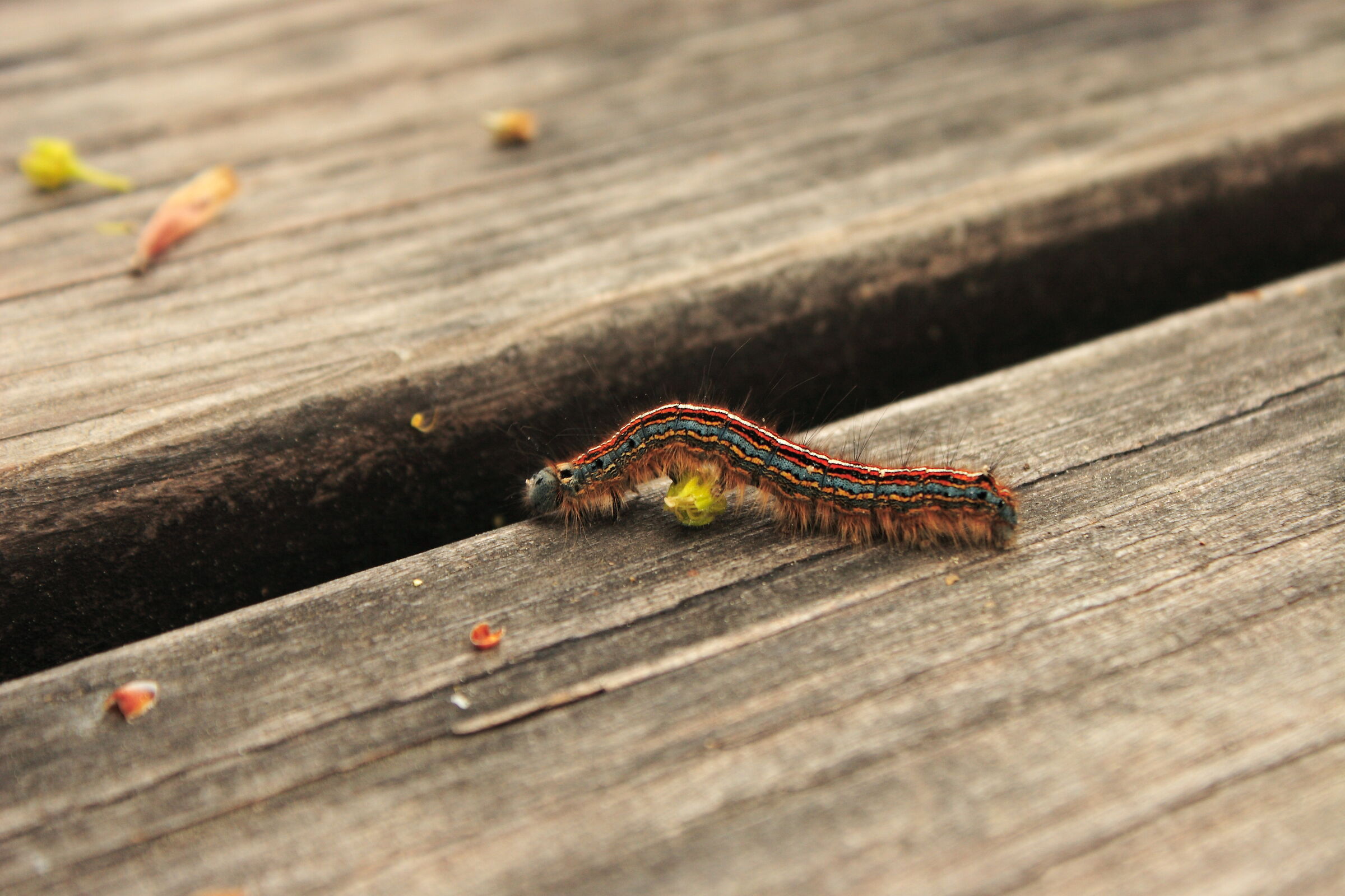 Caterpillar gymnastics