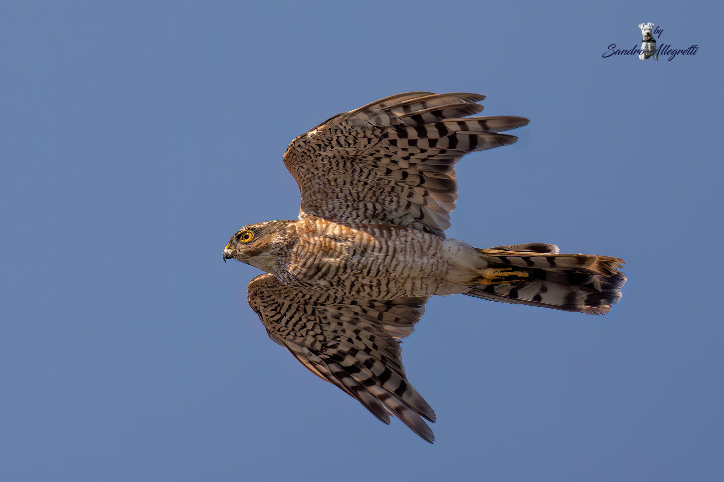 Lo sparviere o sparviero (Accipiter nisus)