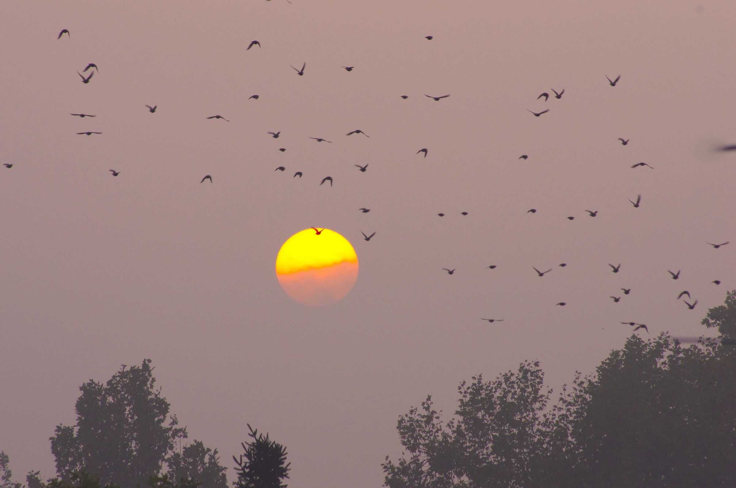 tramonto con gabbiani in volo