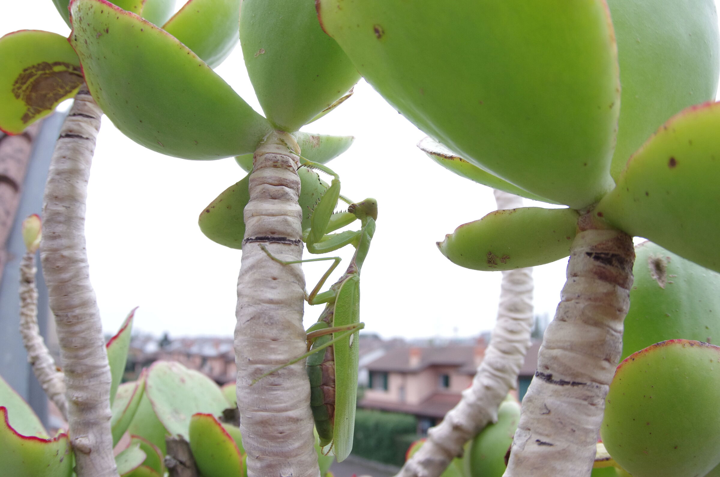 micro giungla urbana