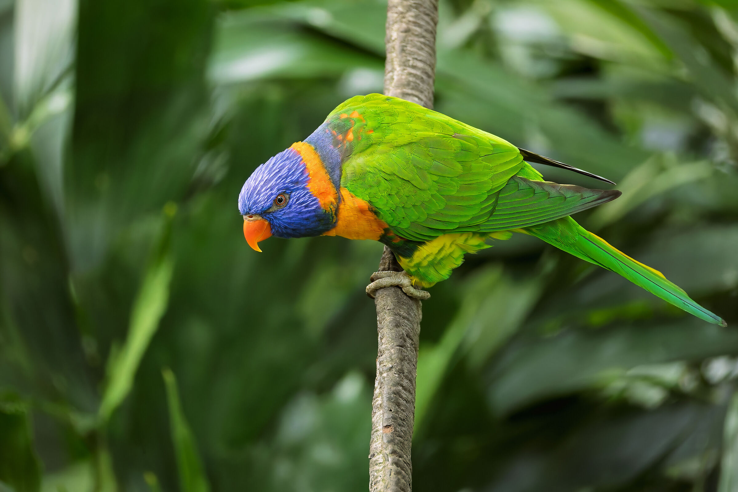 Trichoglossus moluccanus