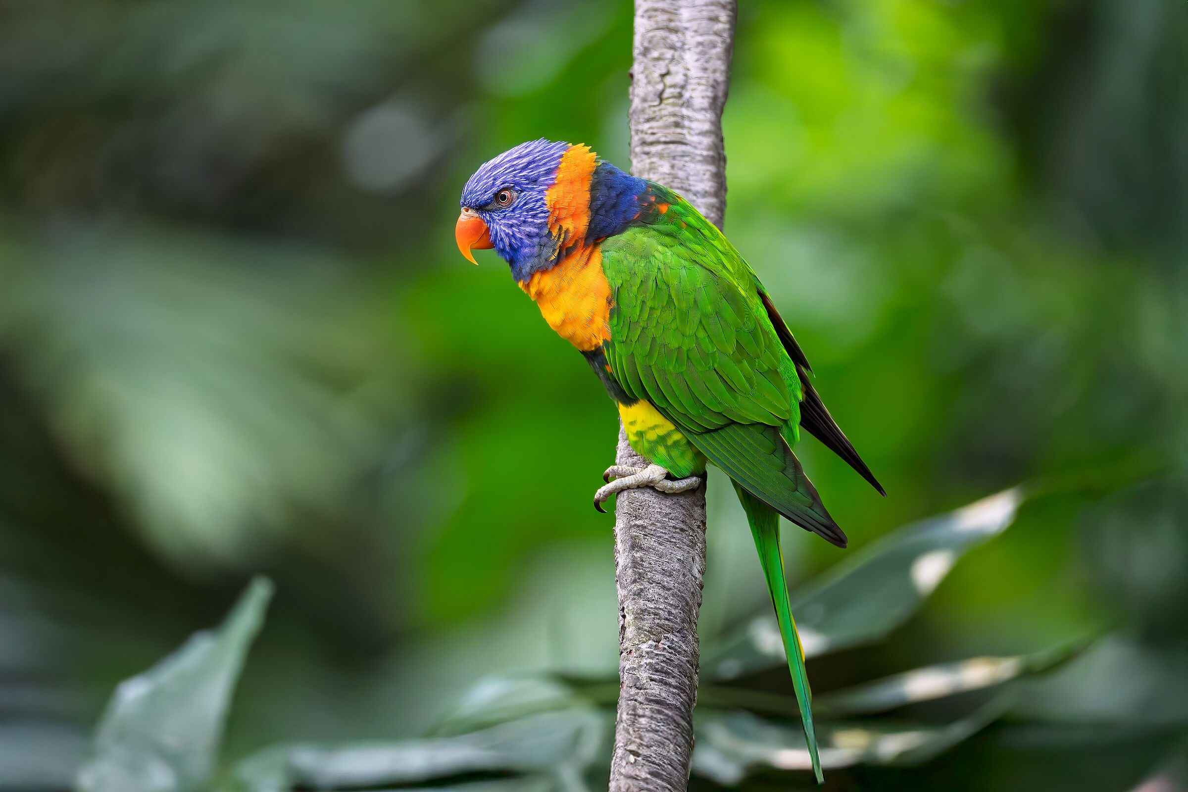 Trichoglossus moluccanus