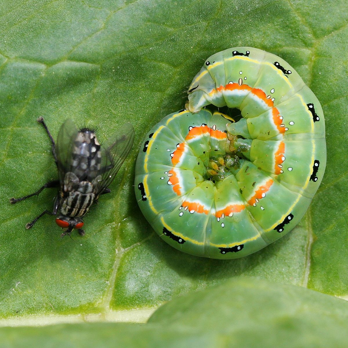 Bruchetto in compagnia