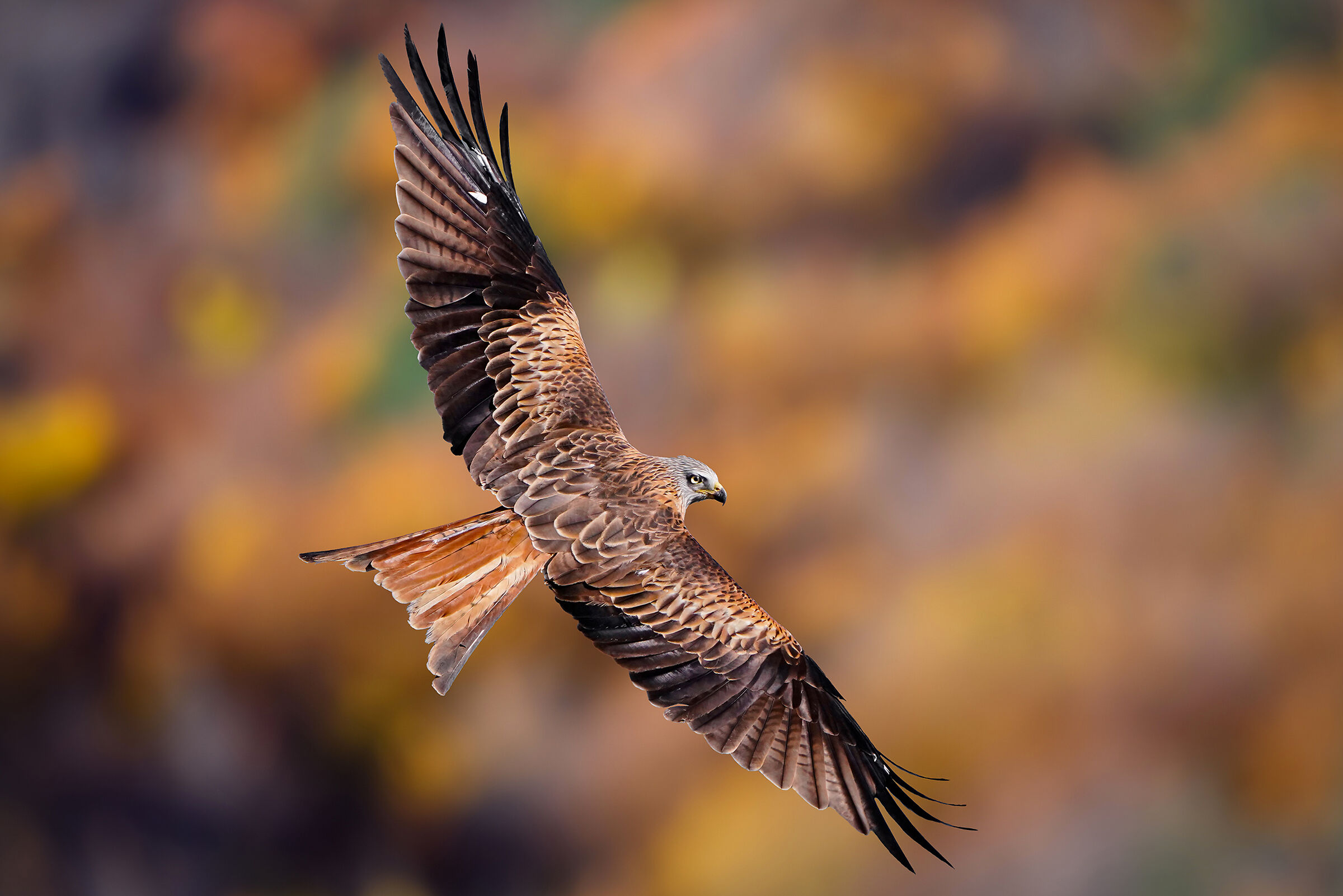Sguardo rapace - Nibbio reale