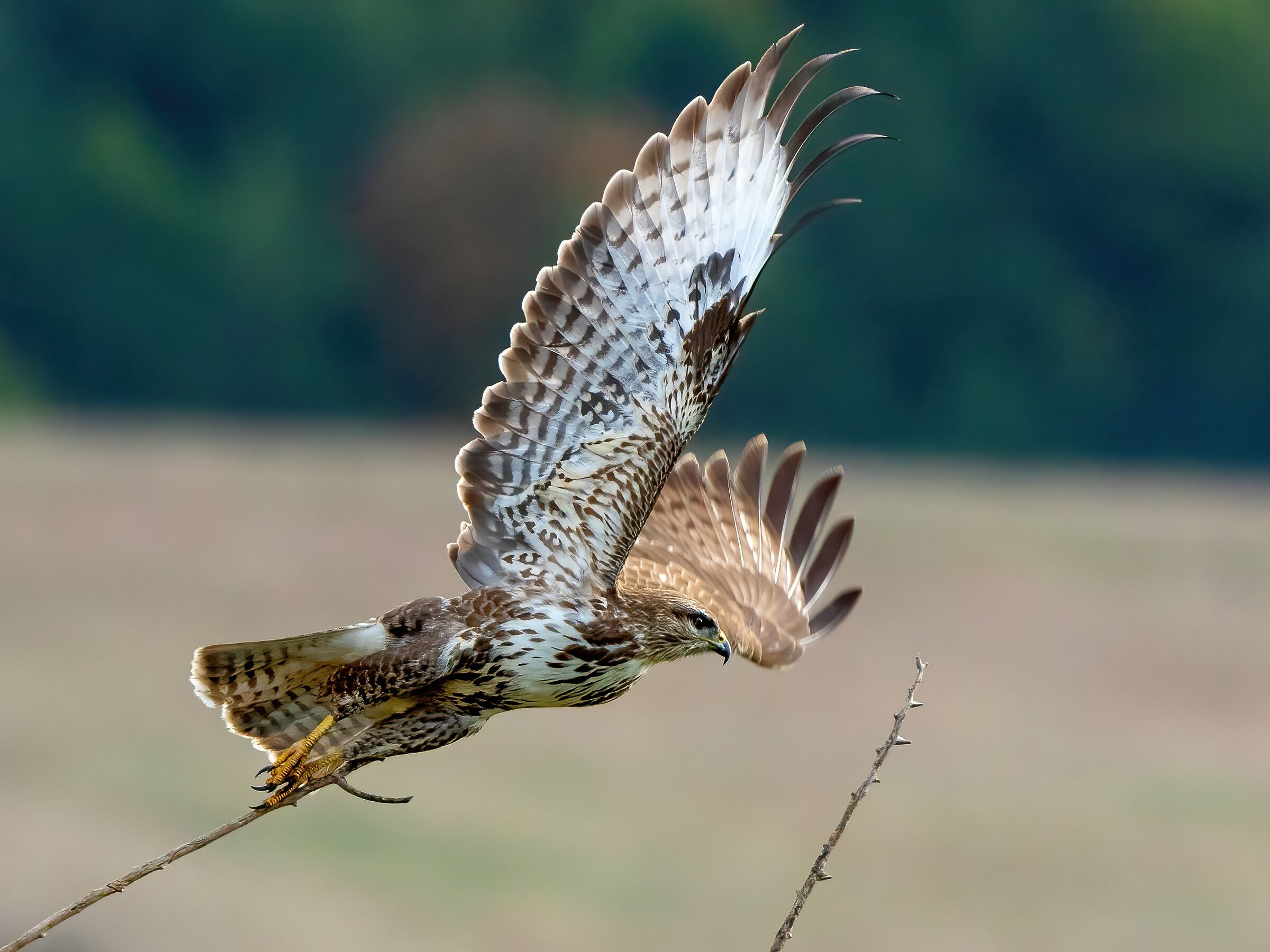 Buzzard (Buteo buteo)