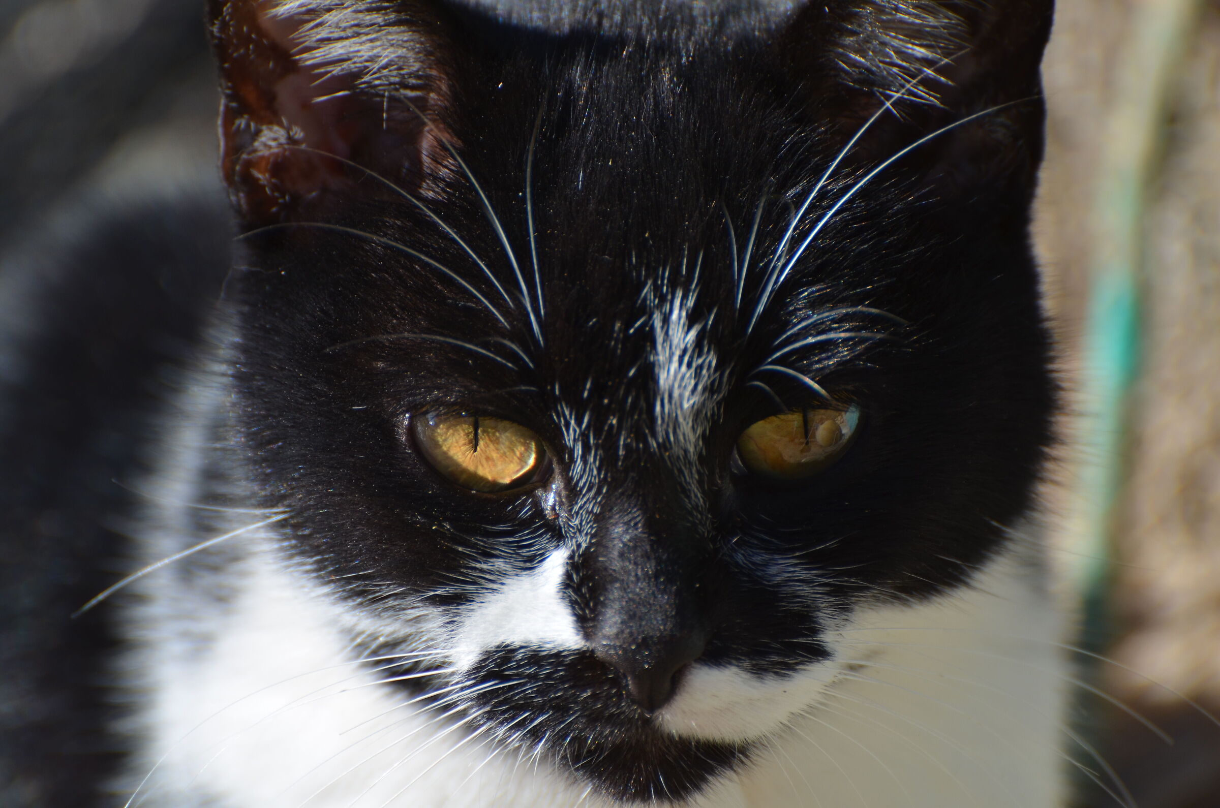 The fisherman's cat at Lake Varano