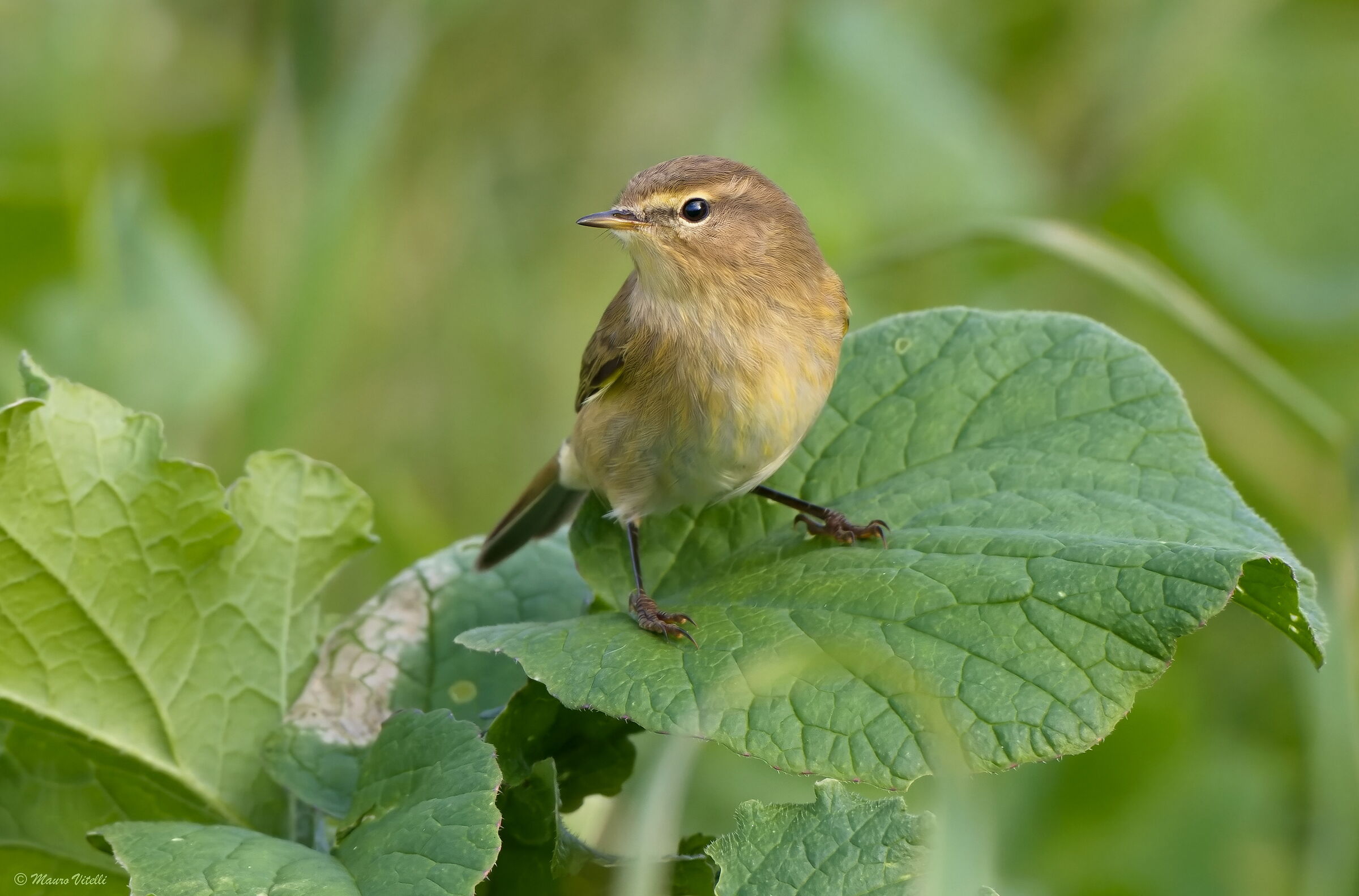 Little warbler (Phylloscopus collybita)