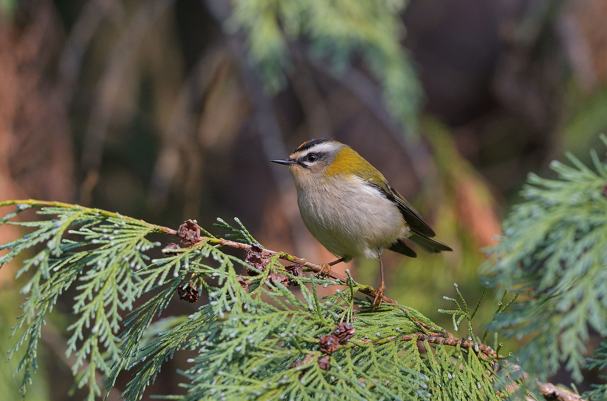 Firecrest