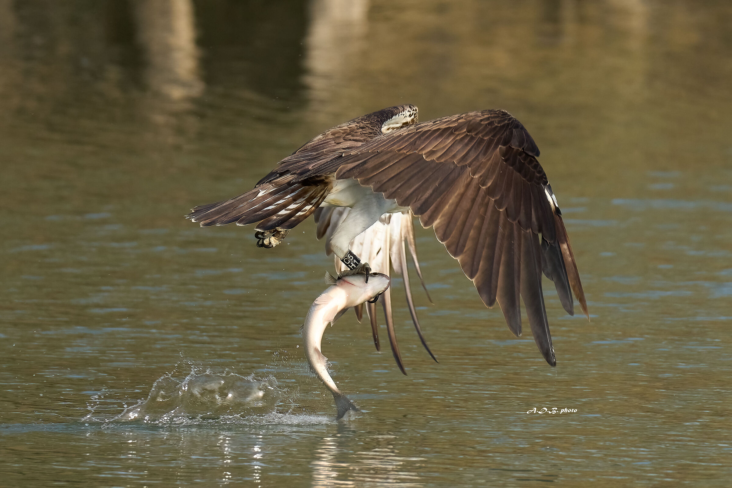 C5 H1  Falco pescatore