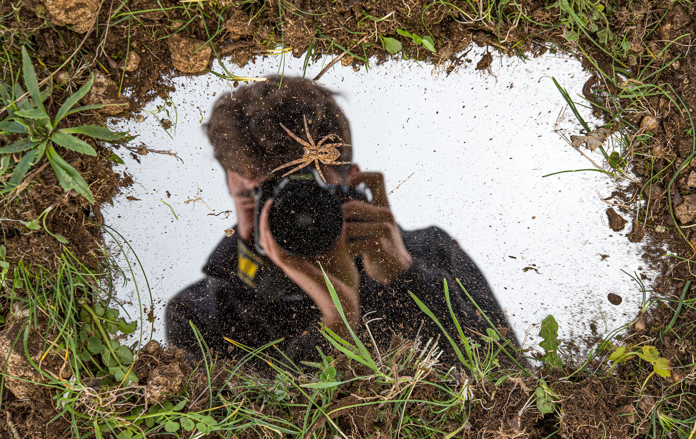 Il mio riflesso mentre fotografo la zoropsis spinimana