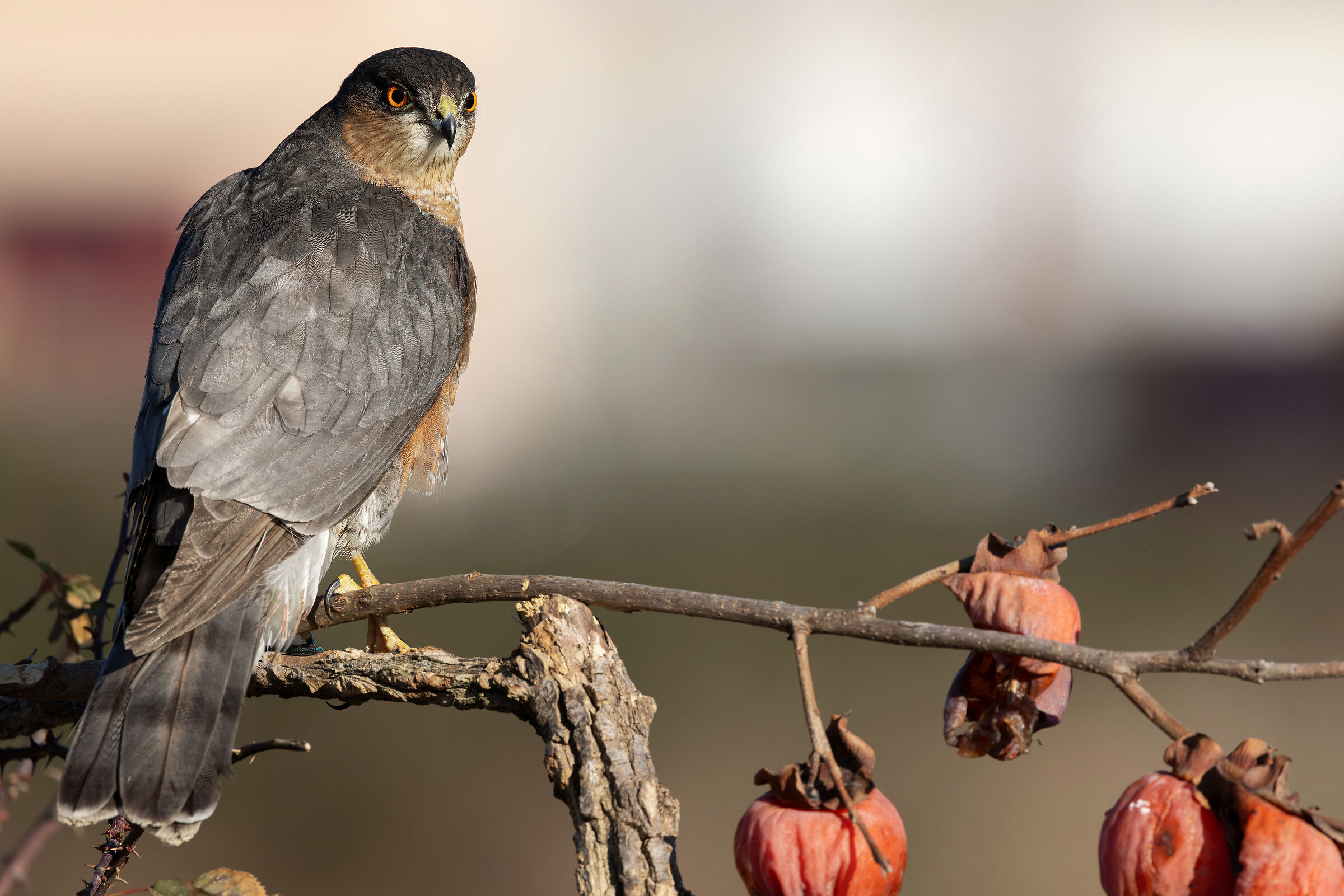 Sparrowhawk (Accipiter nisus)