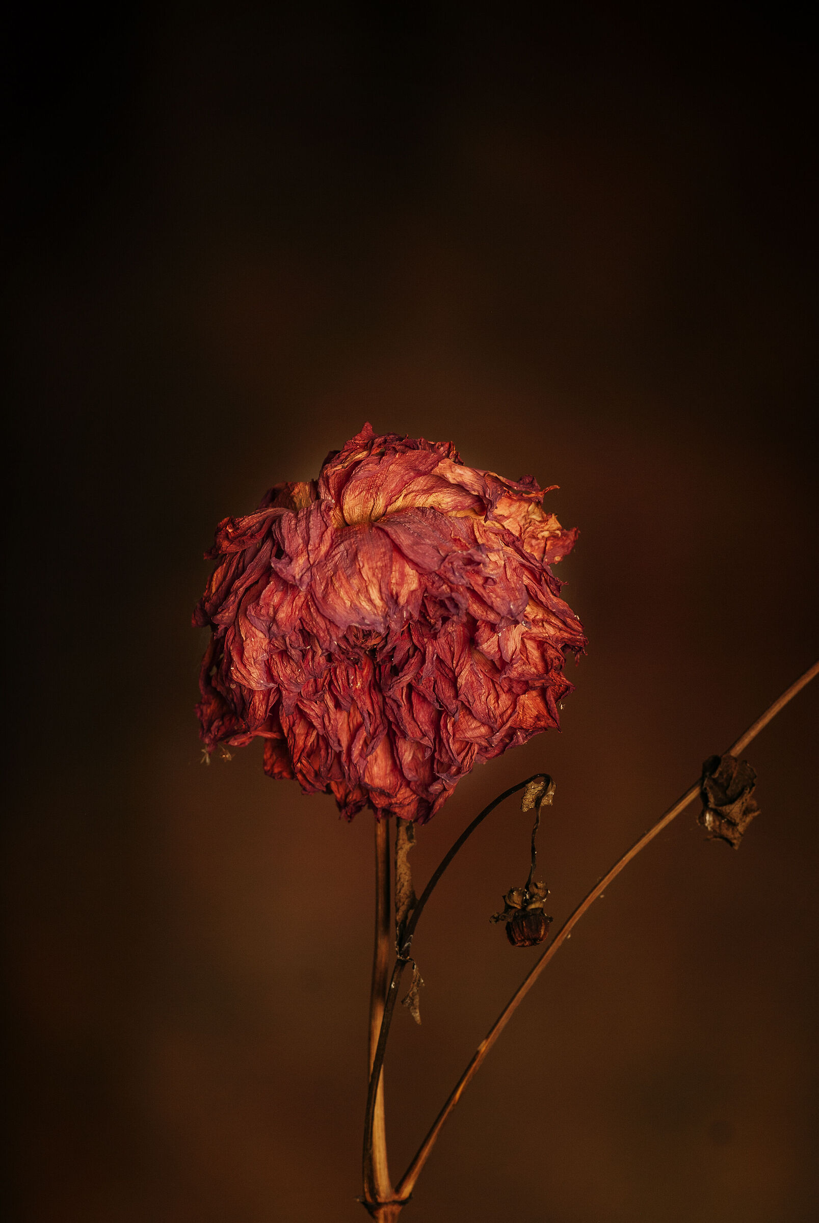 La Flor en el tiempo