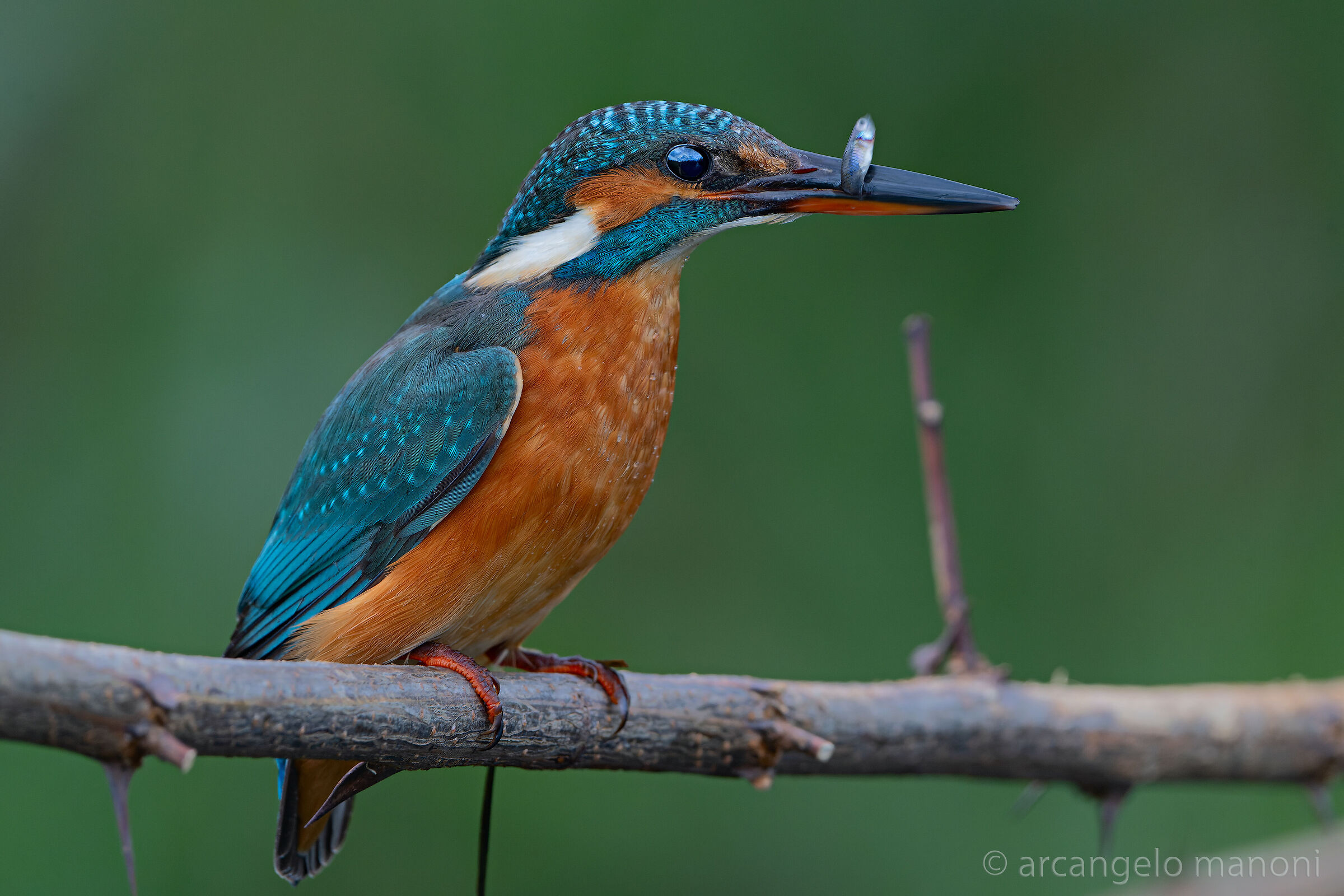 Il pesciolino e la martina