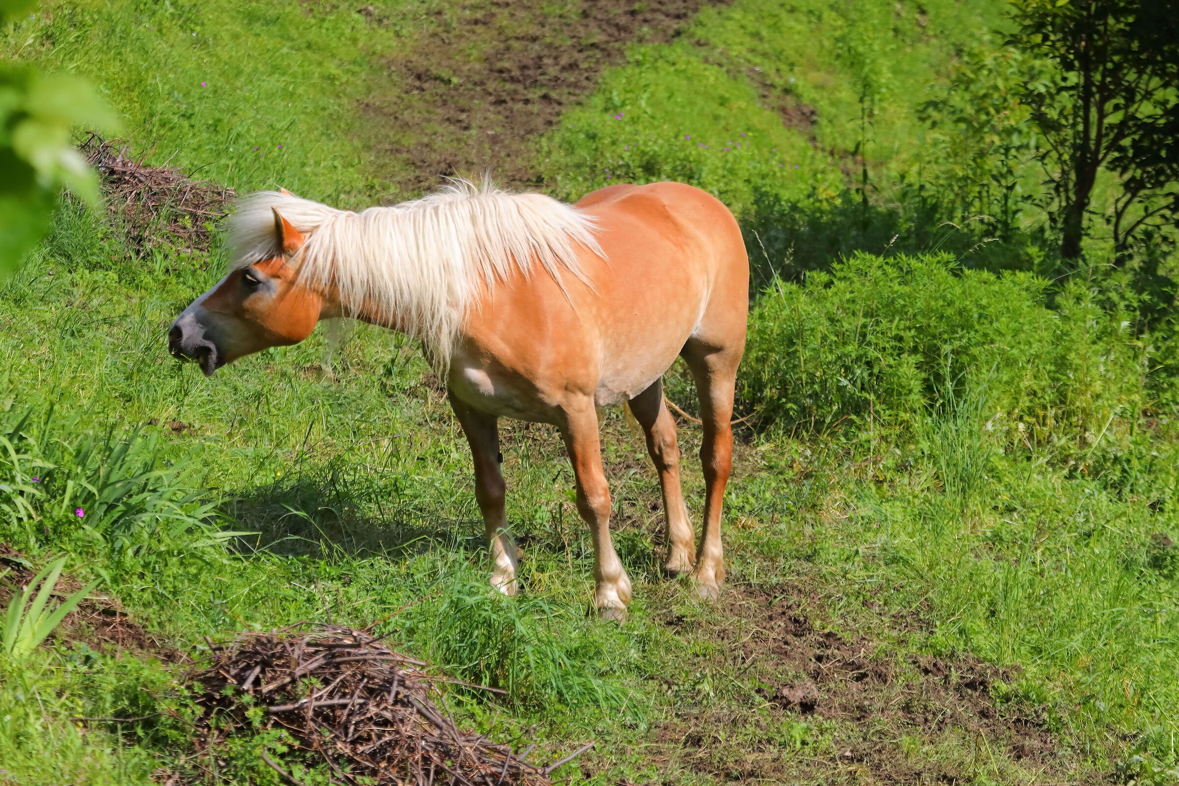 Aveliniese 17 maggio 2024 - 0164