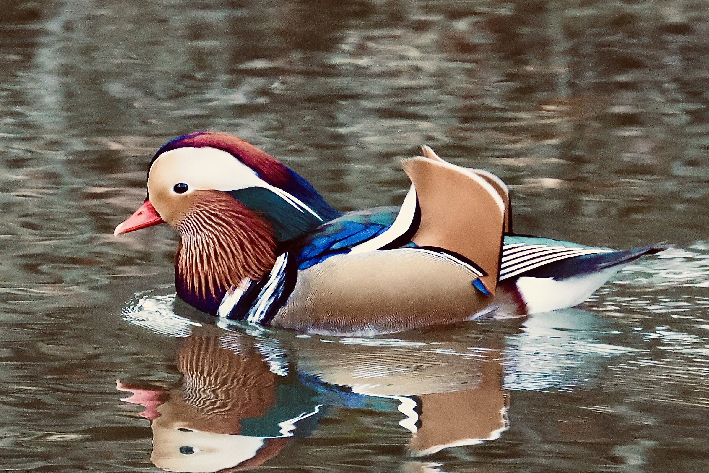 Mandarin duck