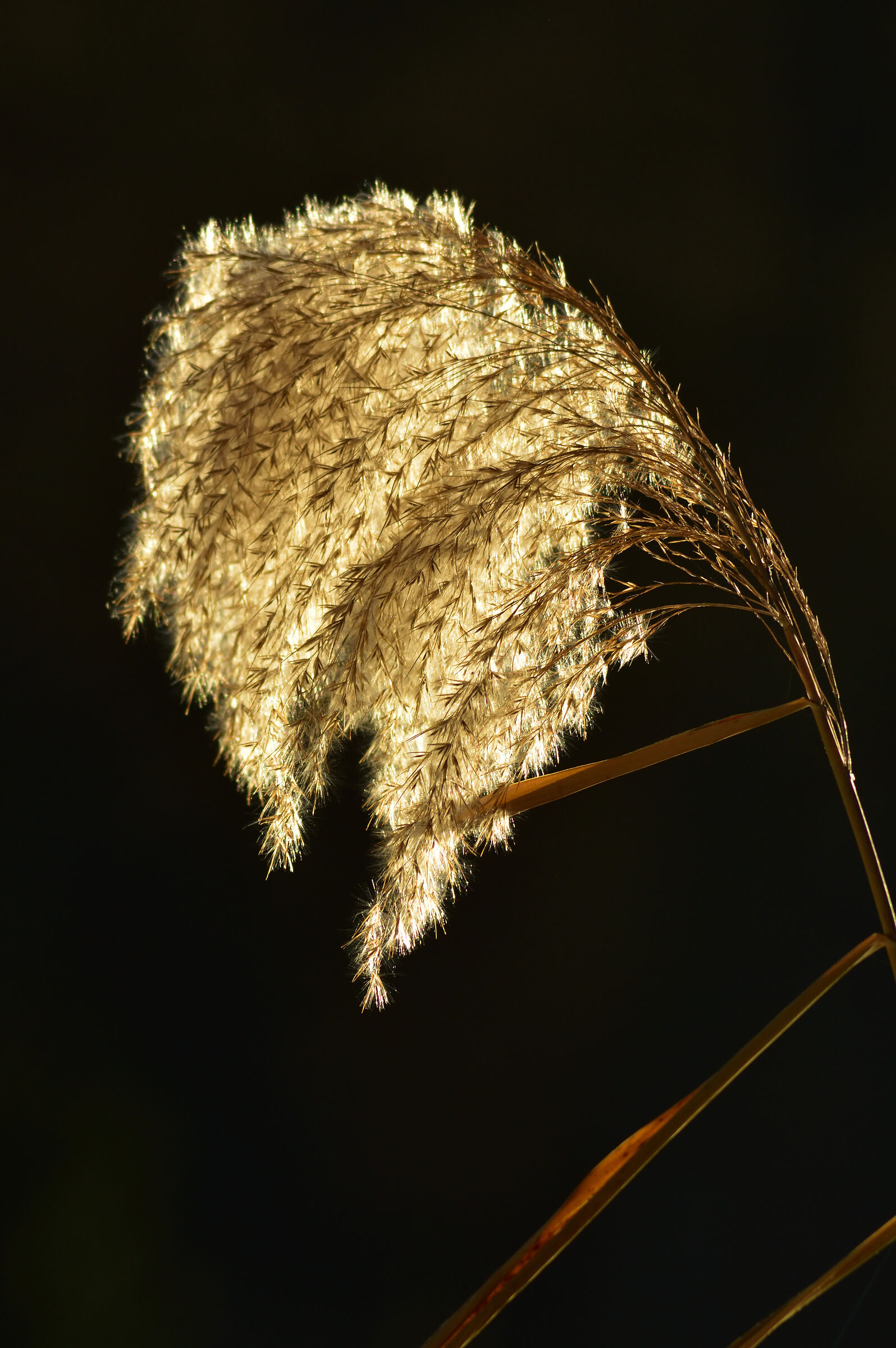 December Sun