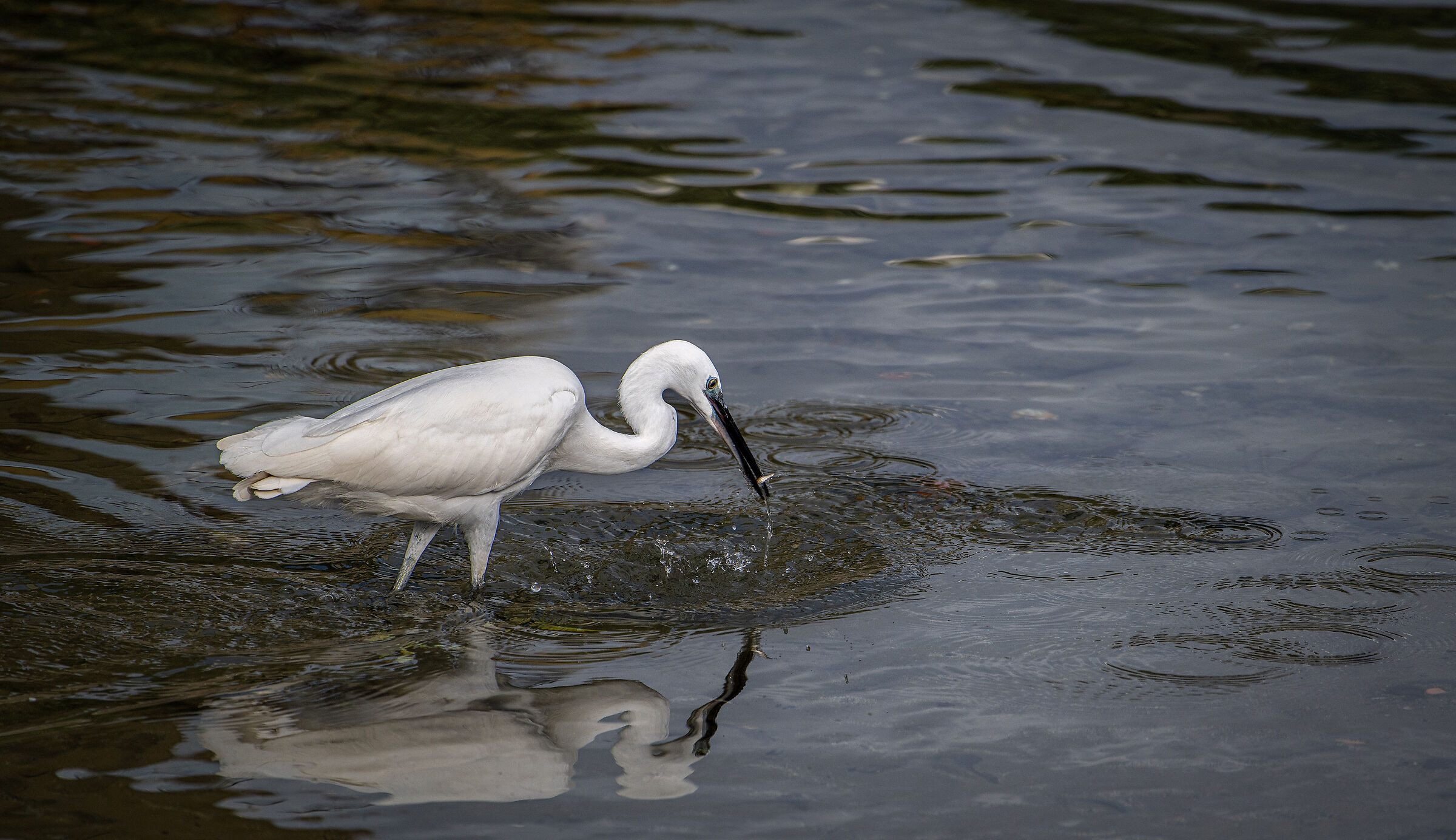 Egret