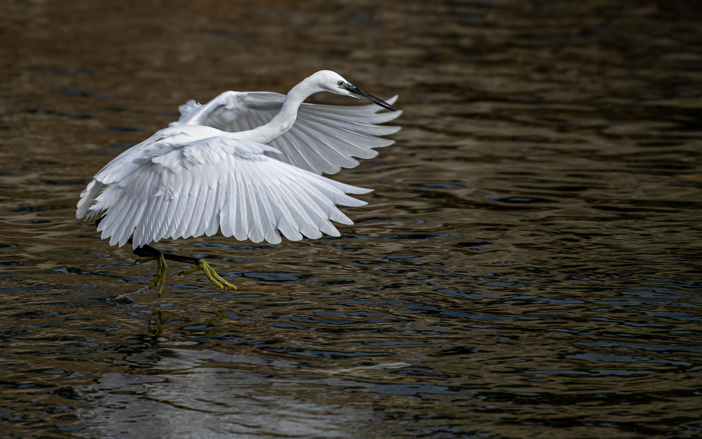 Egret