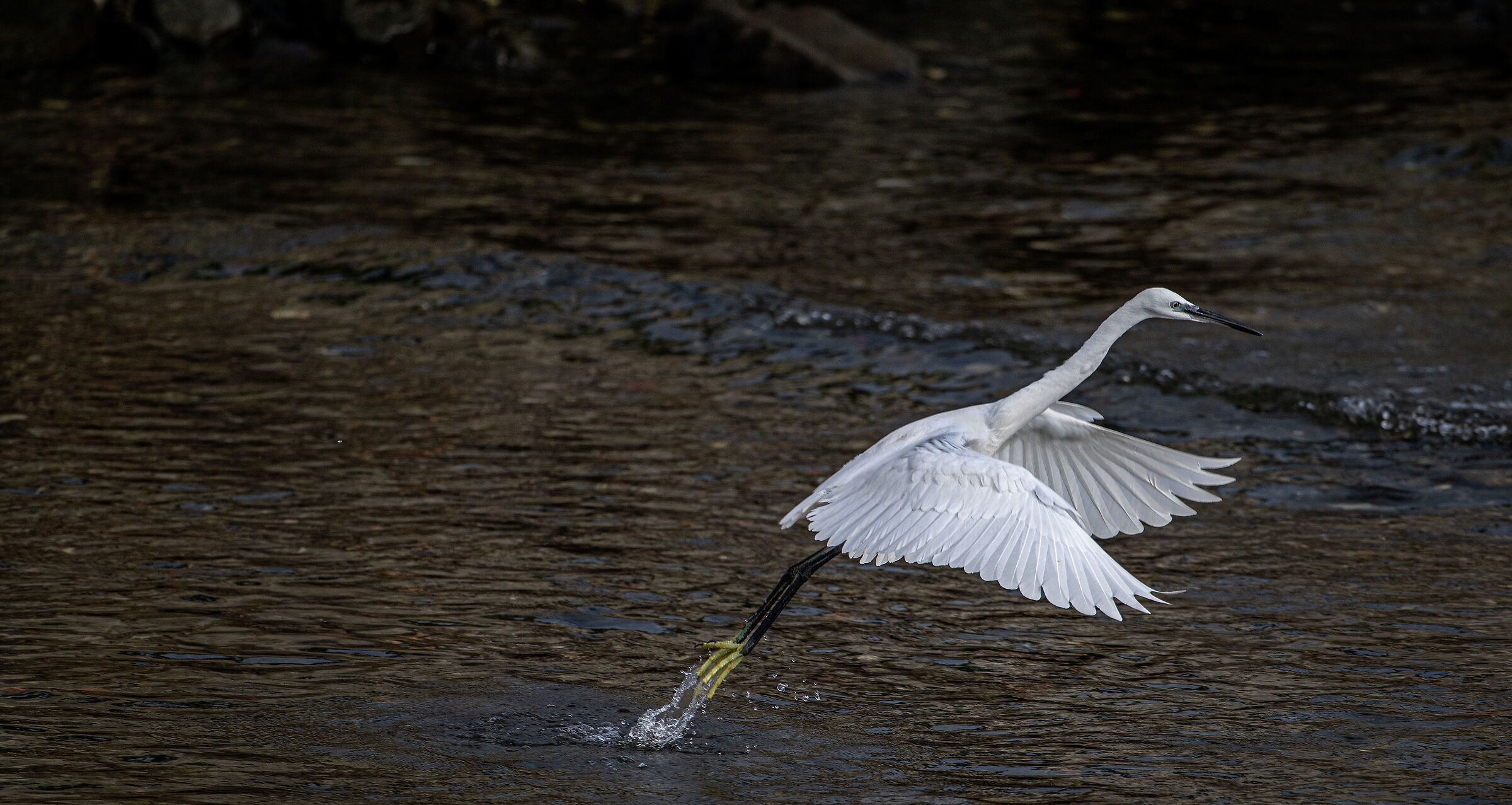 Egret